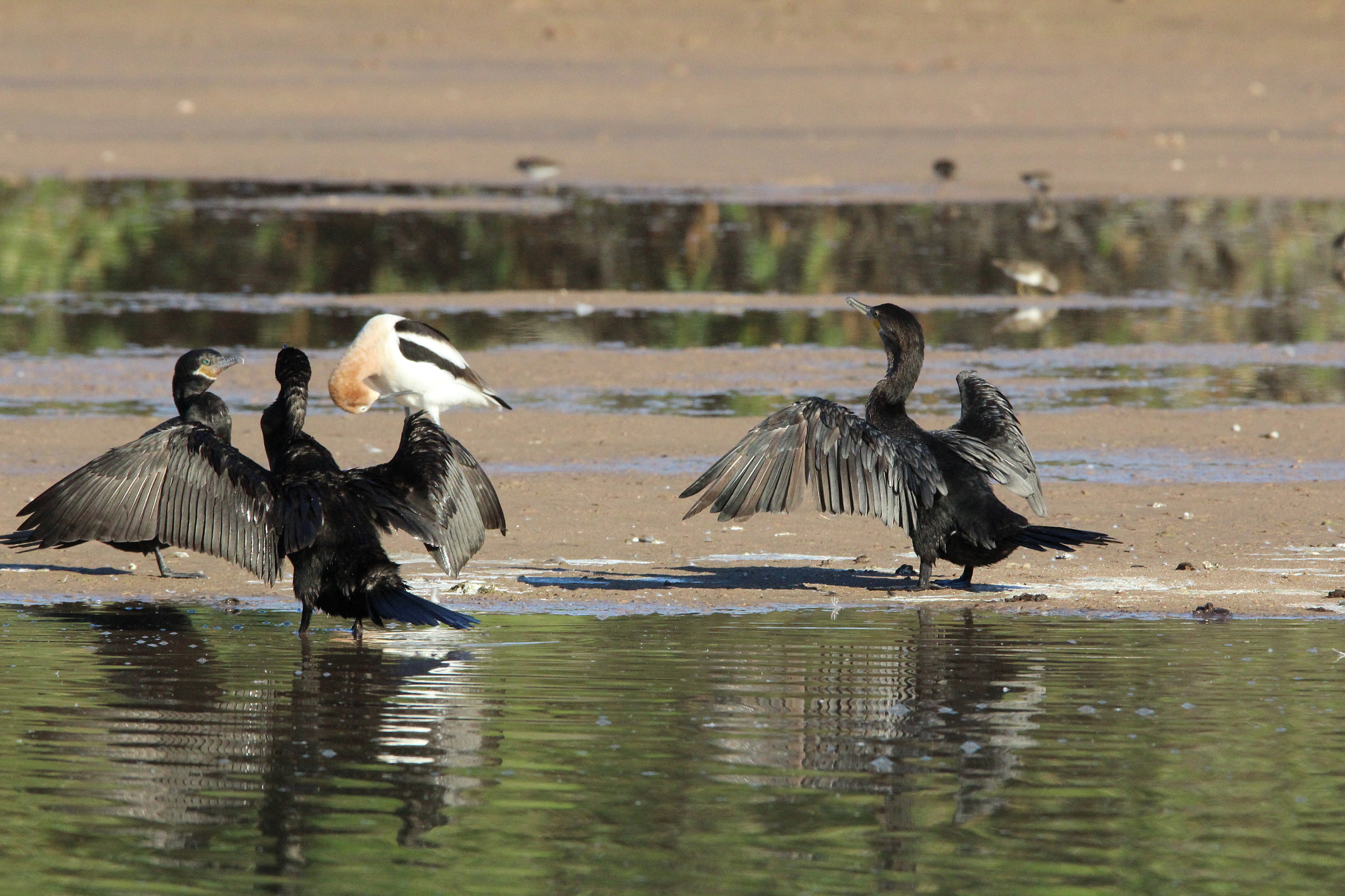 Sigma 150-600mm F5-6.3 DG OS HSM | C sample photo. Hands up photography