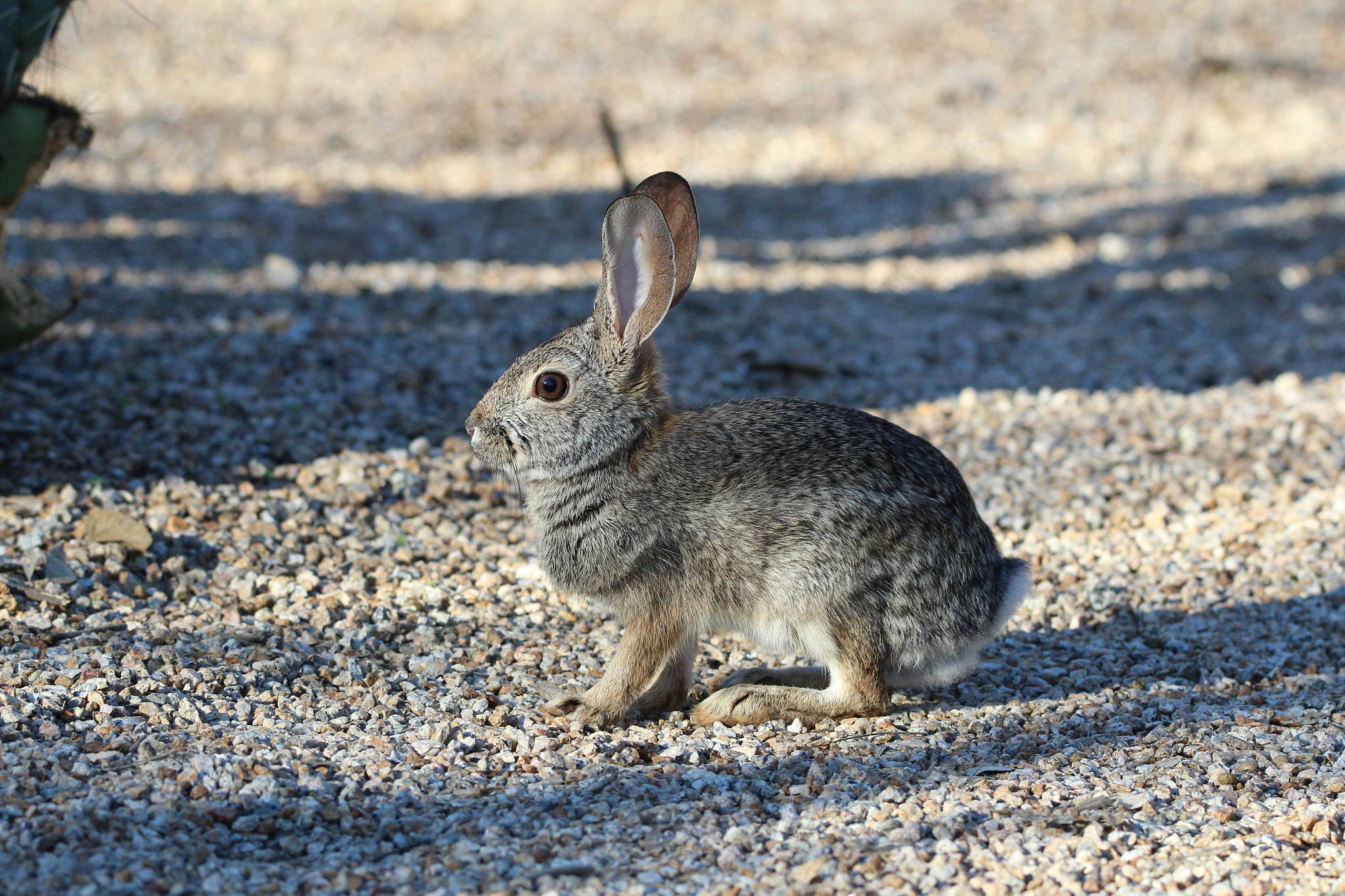 Sigma 150-600mm F5-6.3 DG OS HSM | C sample photo. Rabbit photography