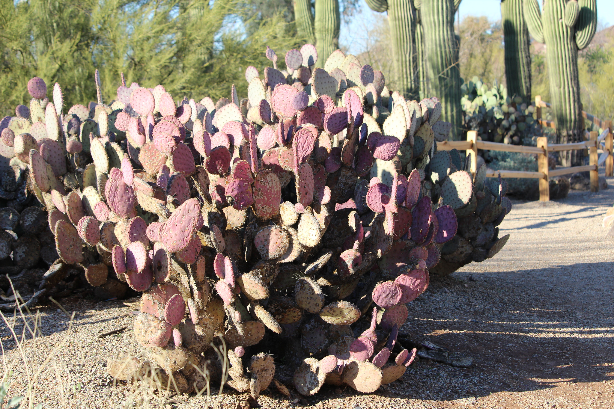 Canon EF-S 55-250mm F4-5.6 IS STM sample photo. Prickly pear cactus photography