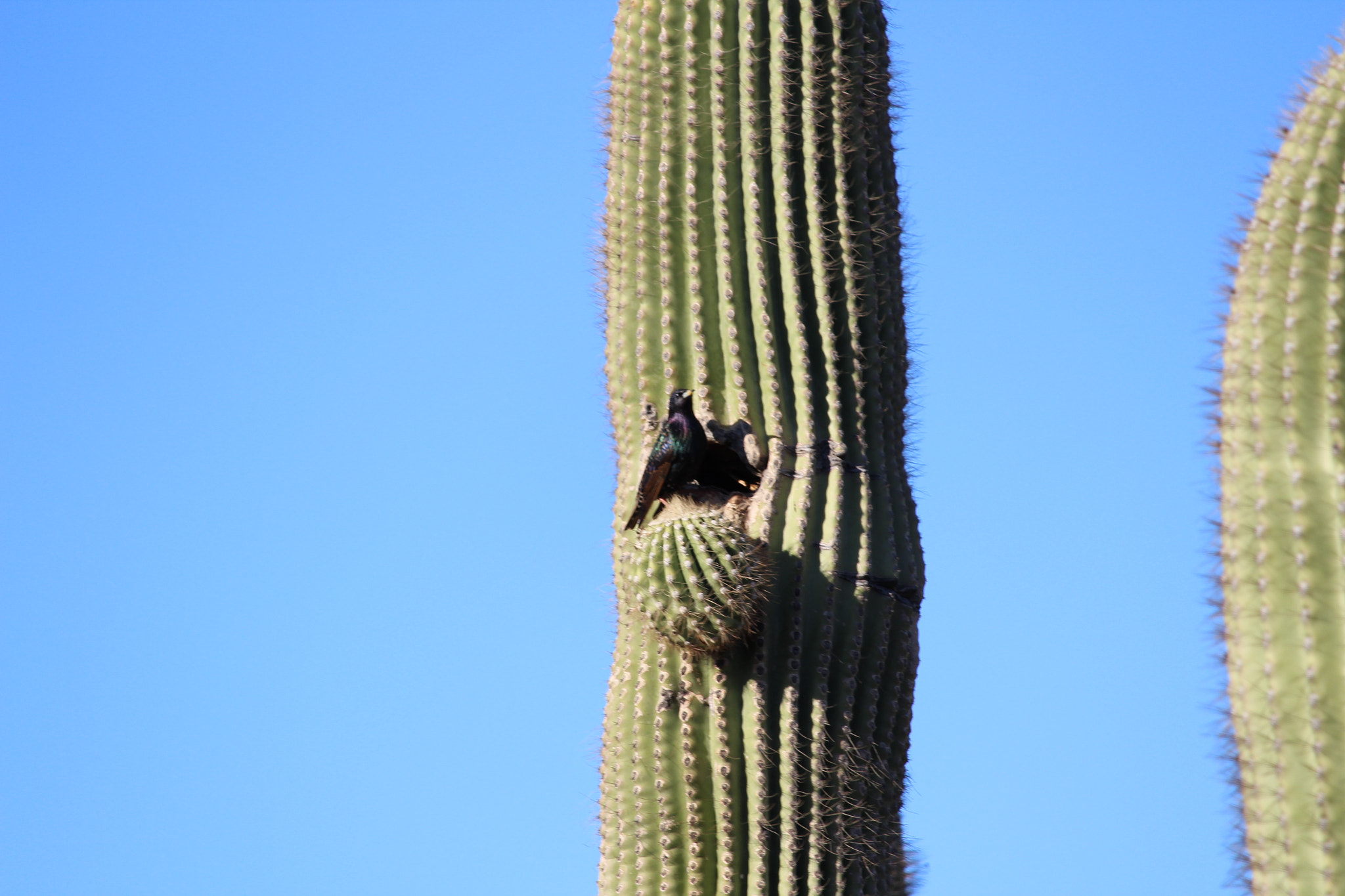 Canon EF-S 55-250mm F4-5.6 IS STM sample photo. Sticky living situation photography