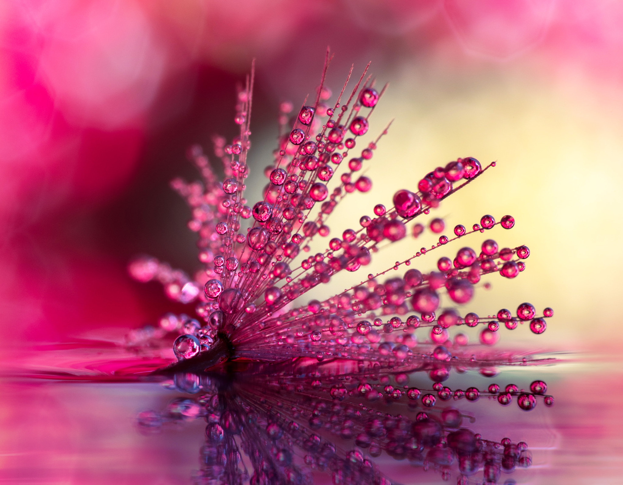 Canon EF 180mm F3.5L Macro USM sample photo. Daisy dreams photography