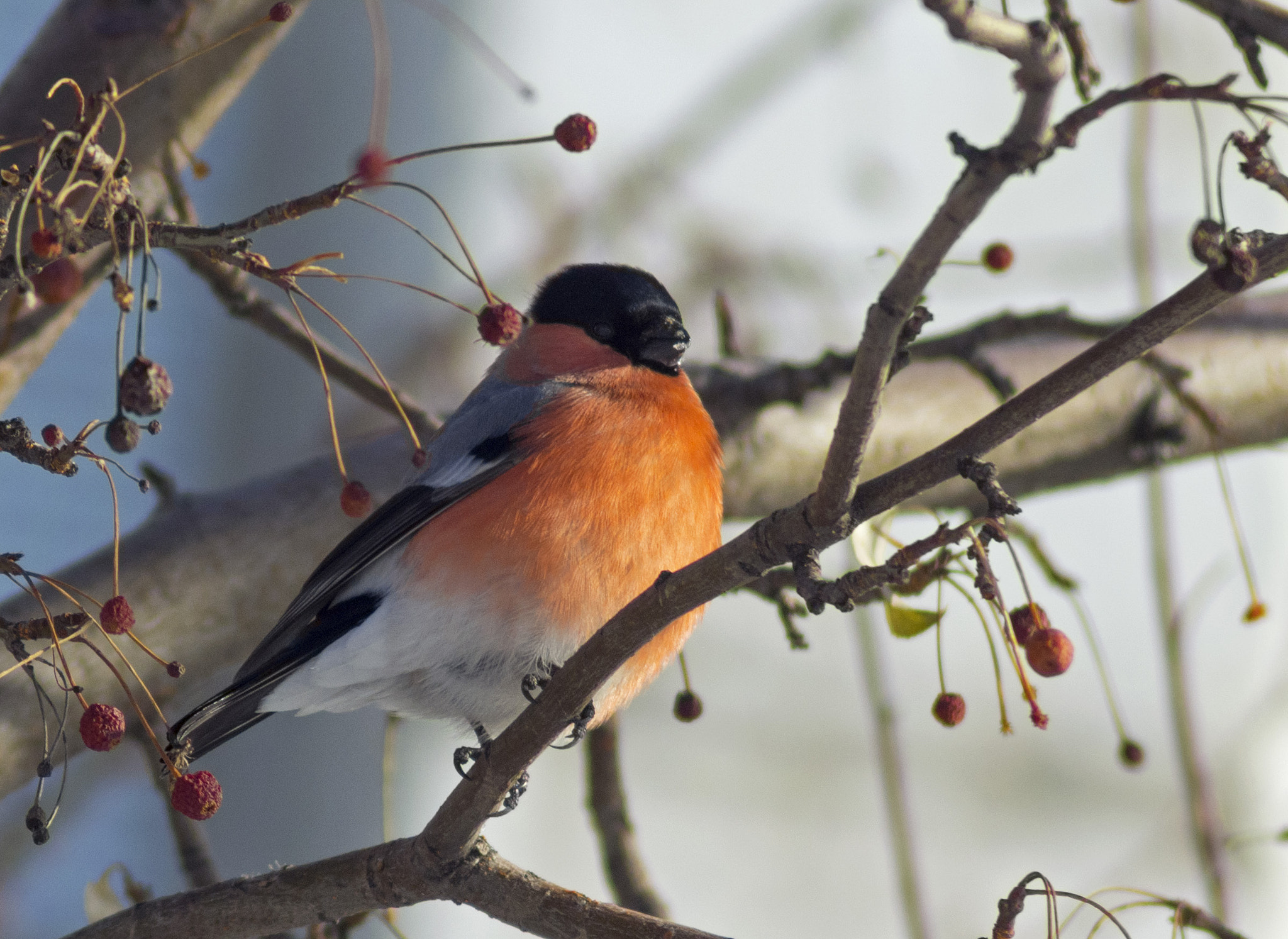 Pentax K-r + Tamron AF 70-300mm F4-5.6 LD Macro 1:2 sample photo. Bullfinch photography