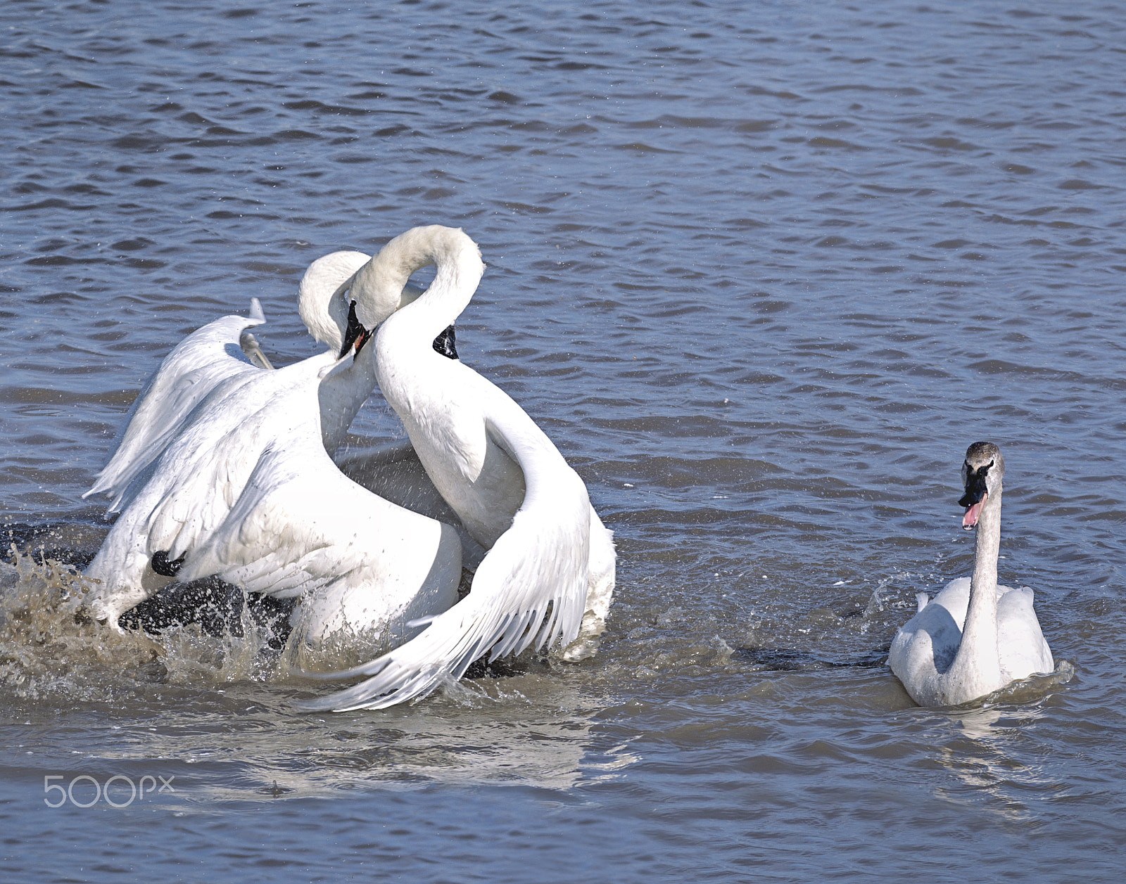 Nikon D7100 + Nikon AF-S Nikkor 300mm F4D ED-IF sample photo. Heart photography
