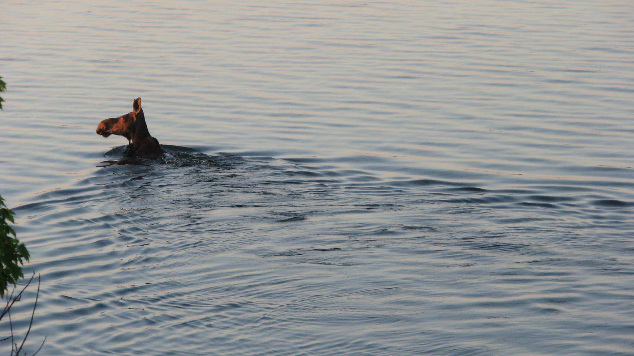 Canon POWERSHOT TX1 sample photo. Swimming moose photography