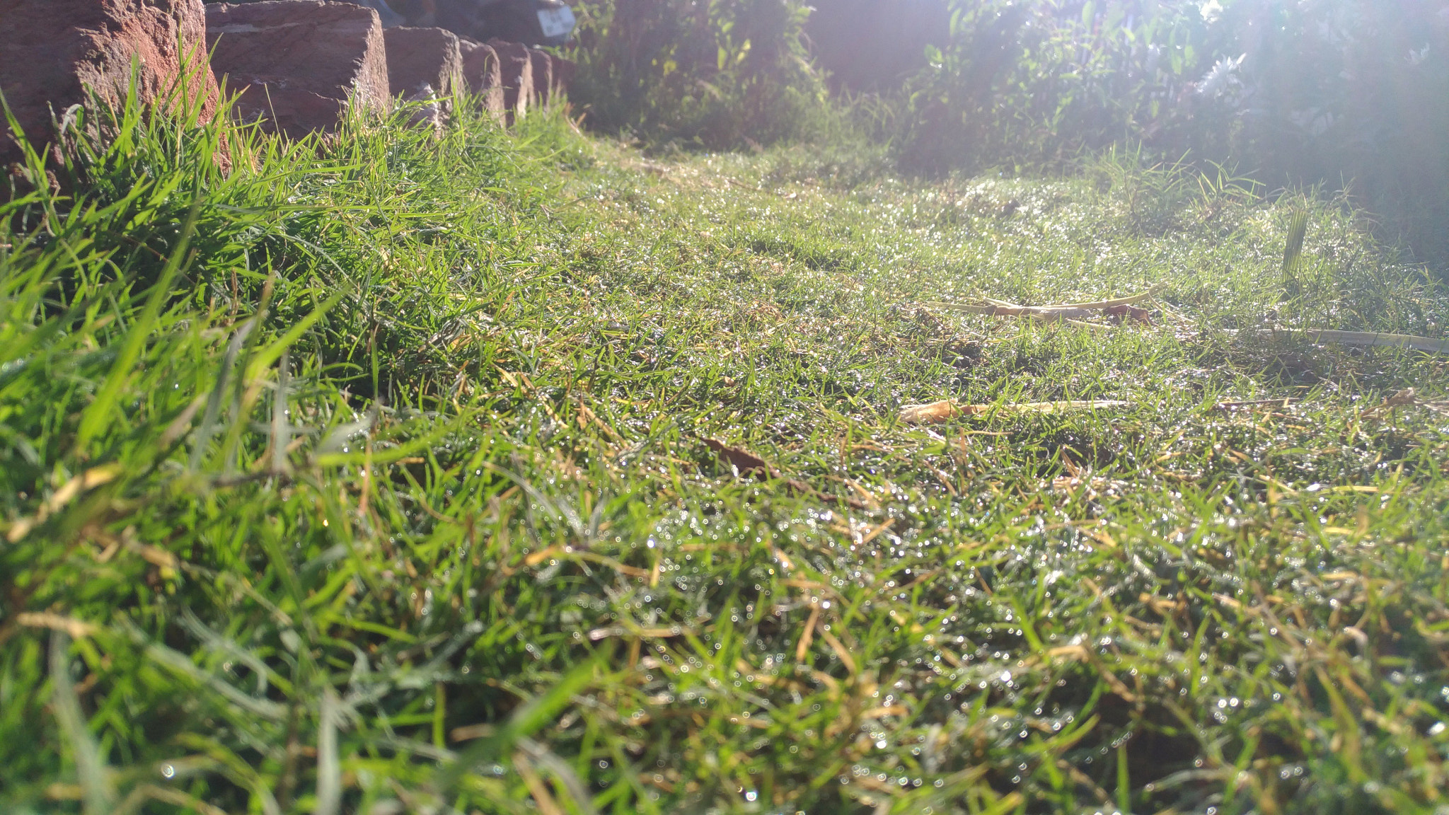 ASUS Z017DB sample photo. Morning sunshine hits the grass. photography