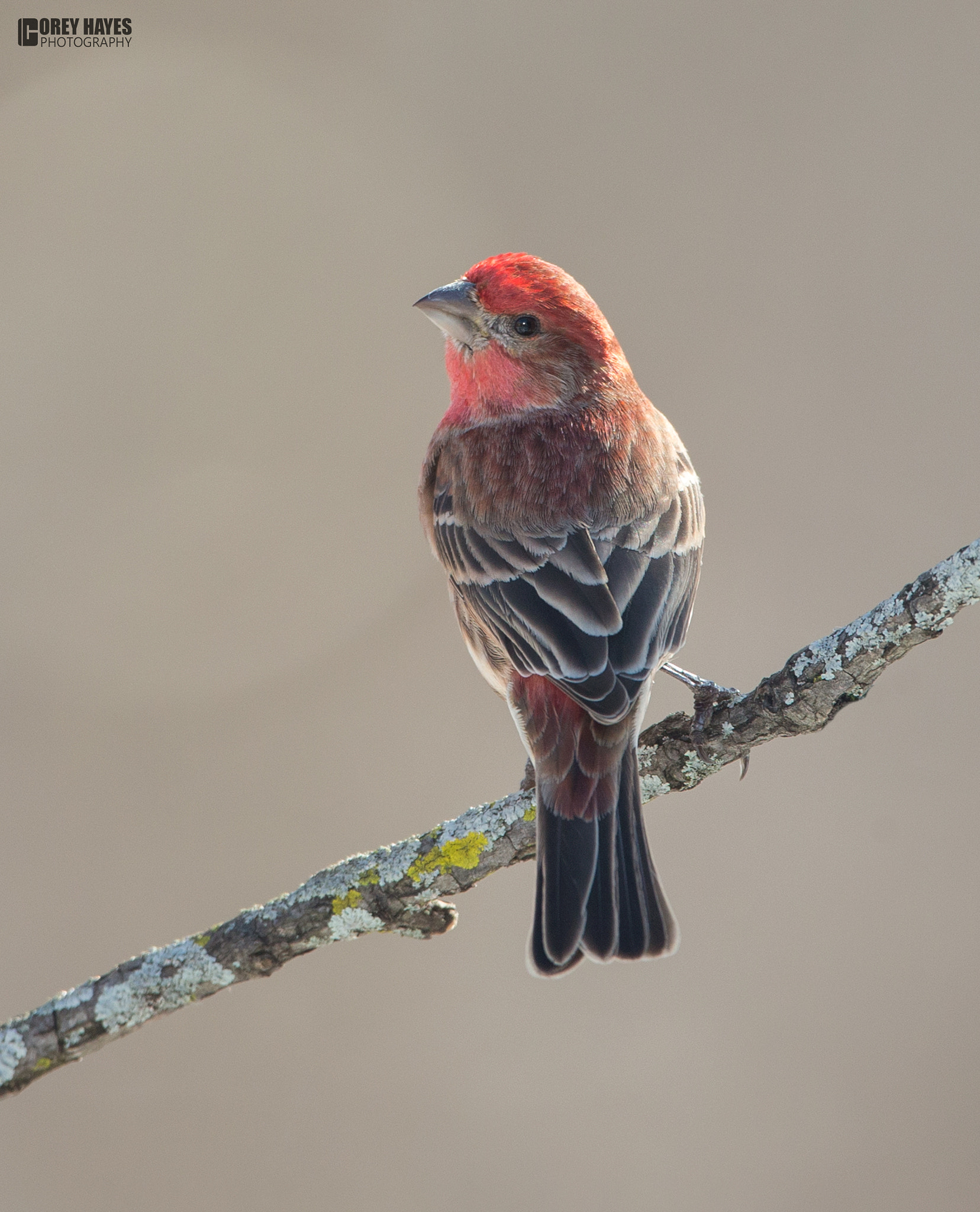 Canon EOS-1D X + Canon EF 500mm F4L IS USM sample photo. Housefinch photography