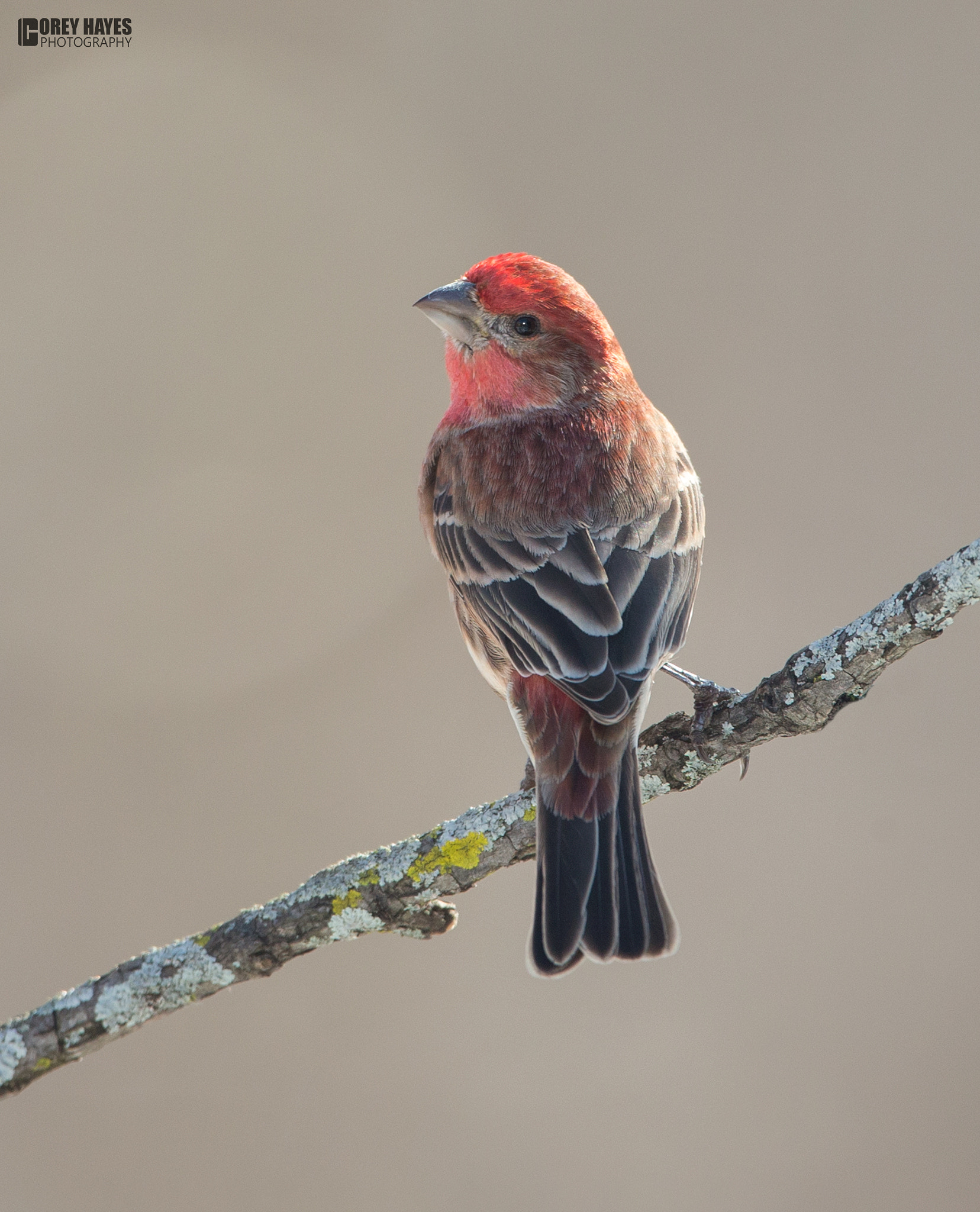 Canon EF 500mm F4L IS USM sample photo. Housefinch photography