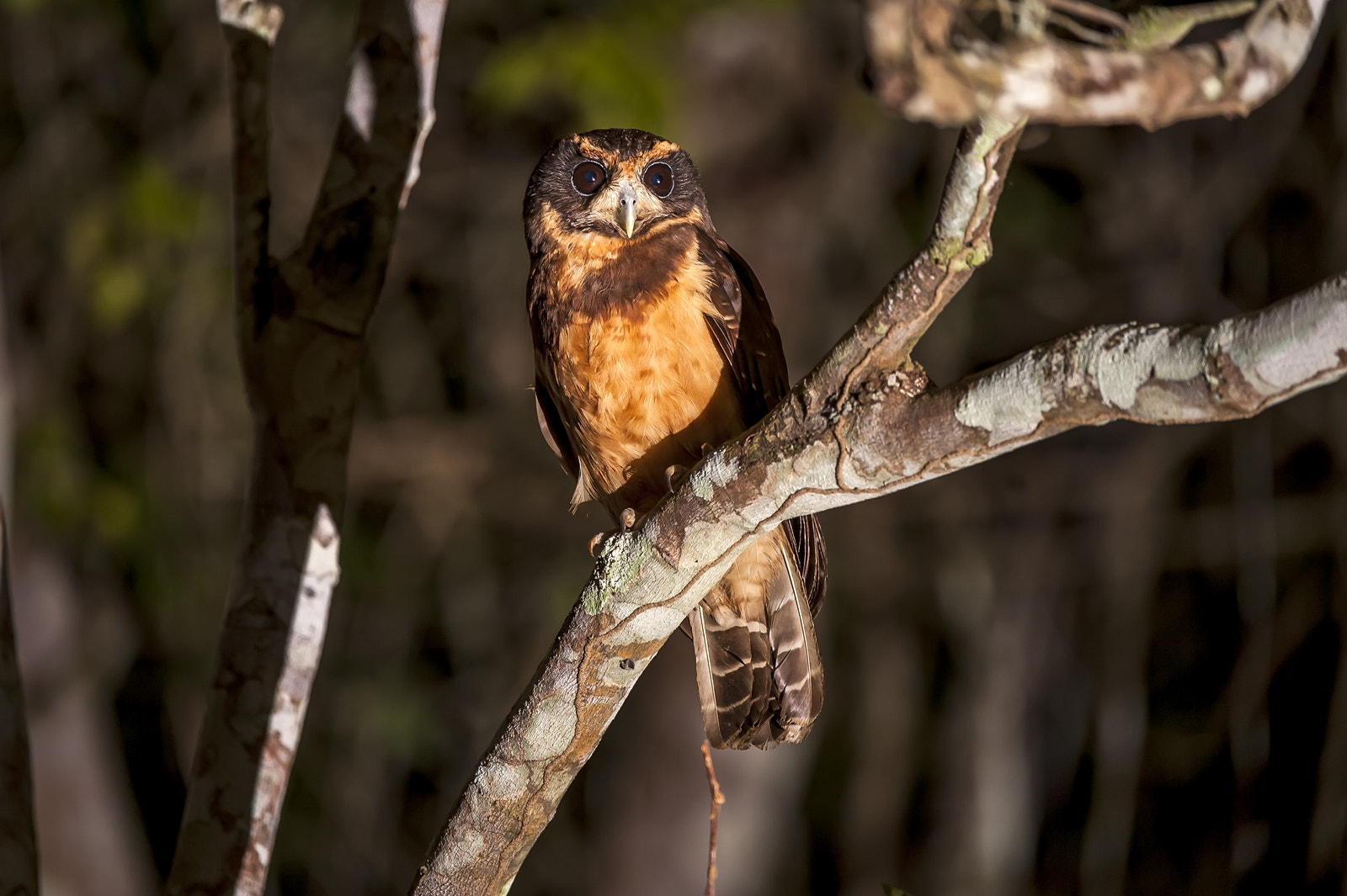 Nikon D700 sample photo. Tawny-browed owl photography