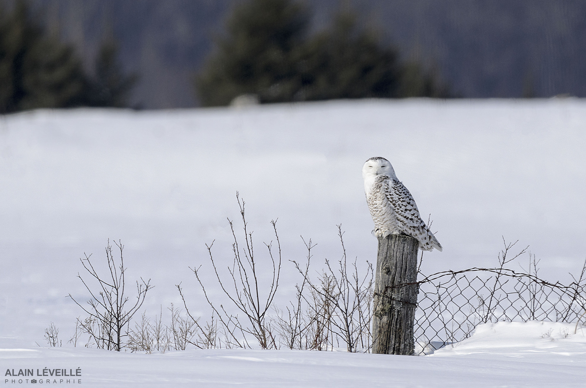 Nikon D7000 sample photo. Snowy owl - resting photography