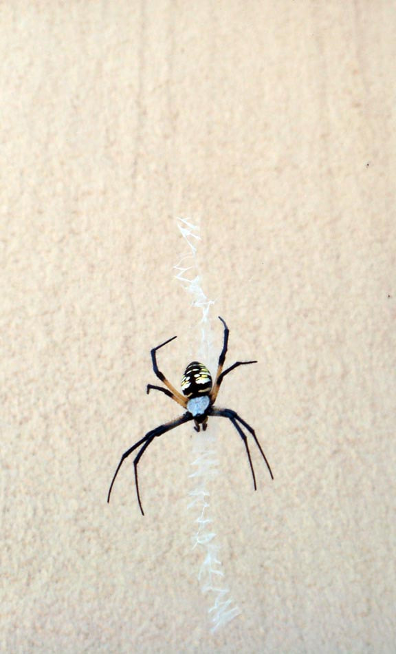 Sony DSC-T100 sample photo. Blue orb weaver photography