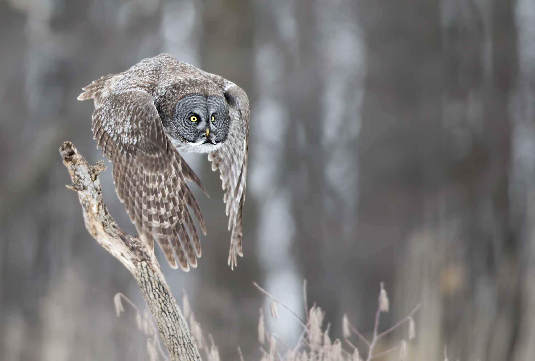 Canon EOS-1D X sample photo. Great grey owl (chouette lapone) photography