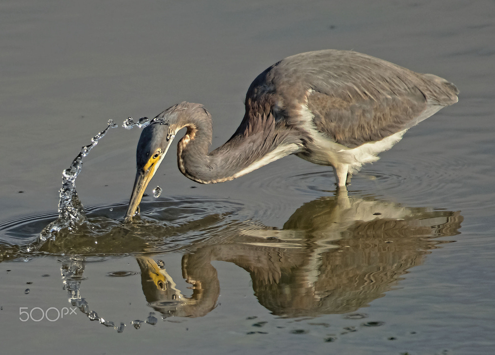 Nikon D500 + Sigma 50-500mm F4.5-6.3 DG OS HSM sample photo. Tricolor with water around head sm photography