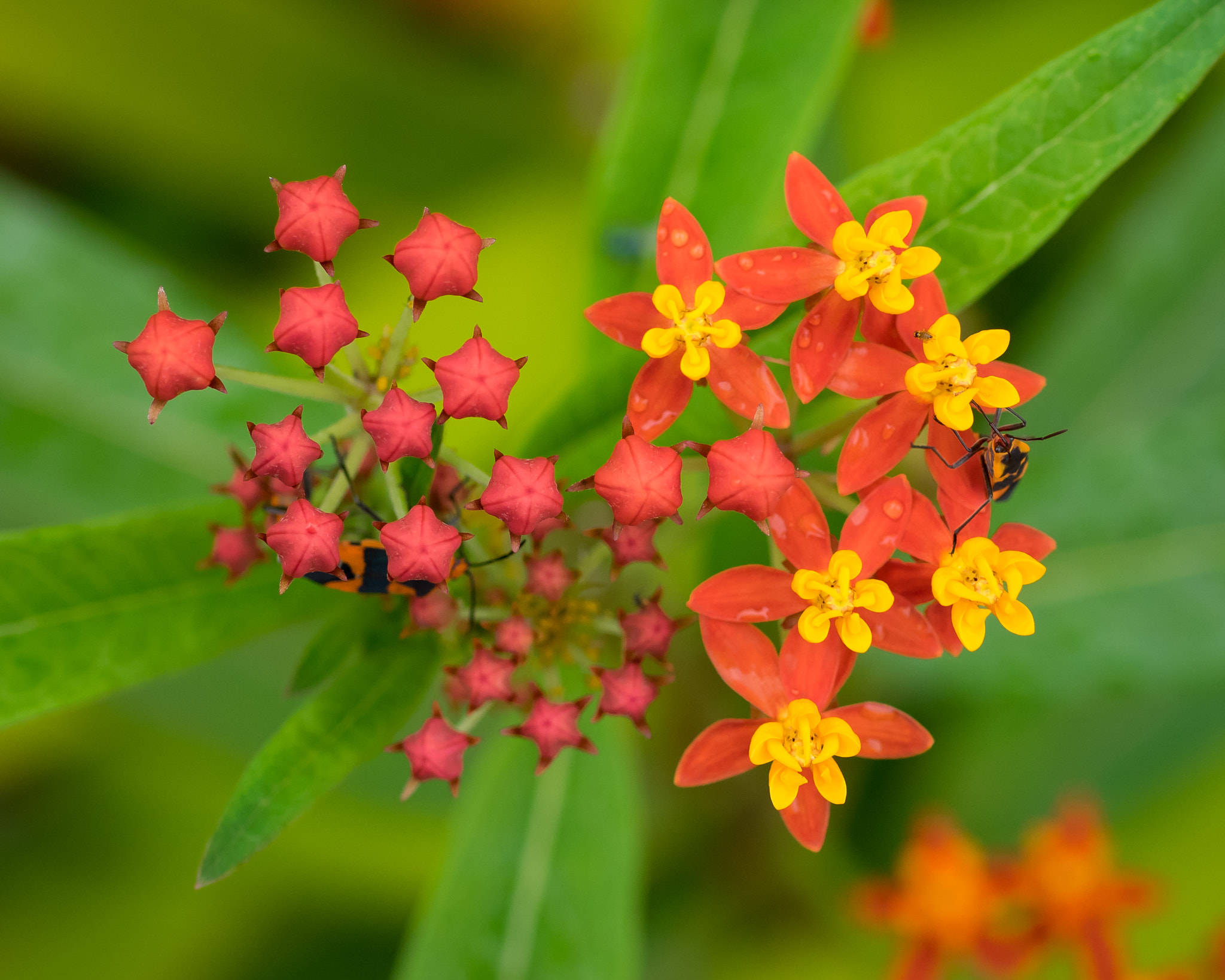 Olympus OM-D E-M1 sample photo. Scarlet milkweed flower (asclepias curassavica) with large milkweed bugs (oncopeltus fasciatus) photography