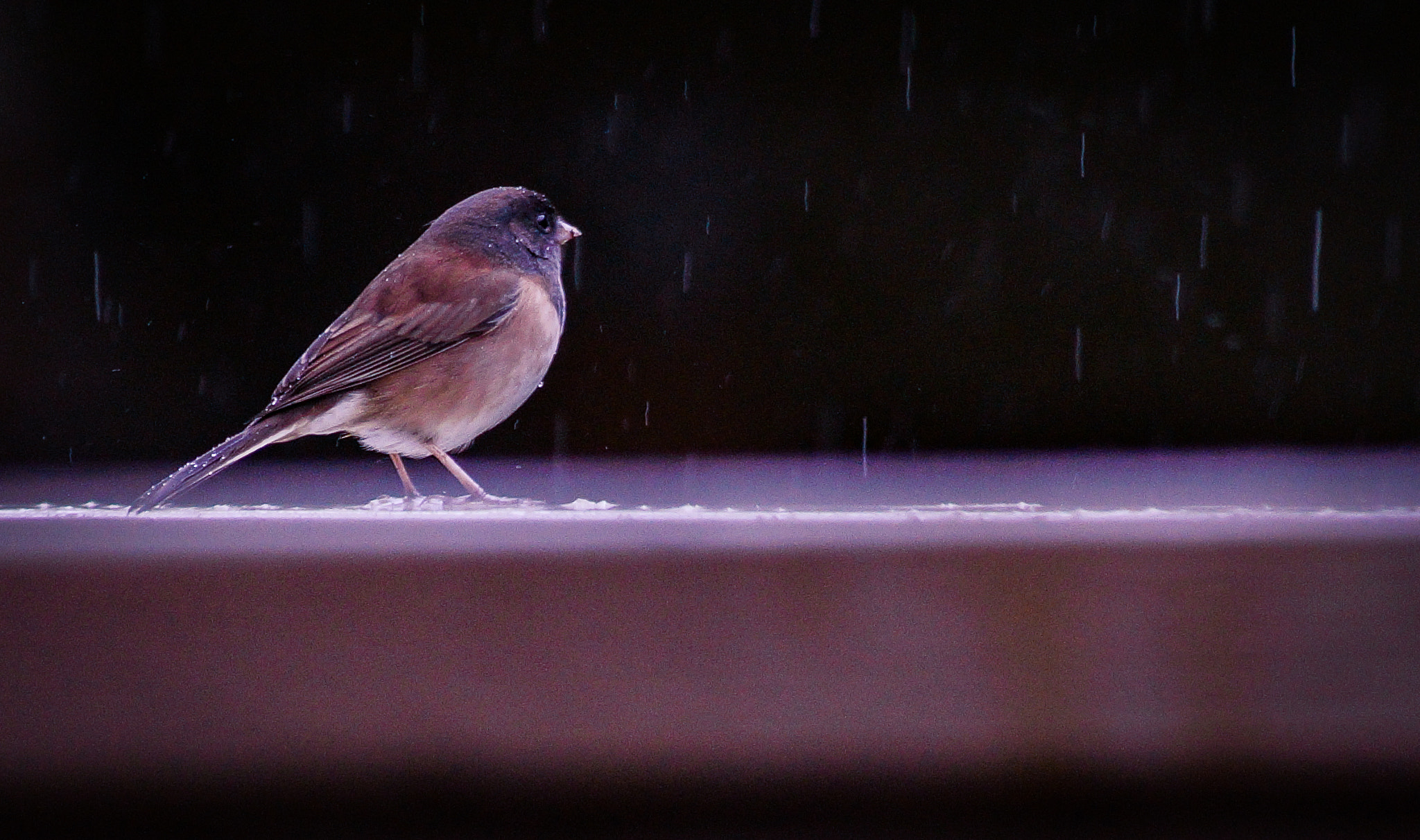 Sony SLT-A58 + Sony DT 55-200mm F4-5.6 SAM sample photo. Dark-eyed junco photography