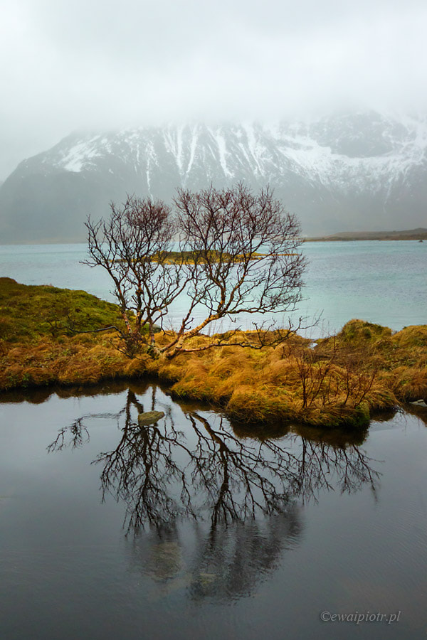 Sigma 10-20mm F4-5.6 EX DC HSM sample photo. Pond, tree, mountain photography