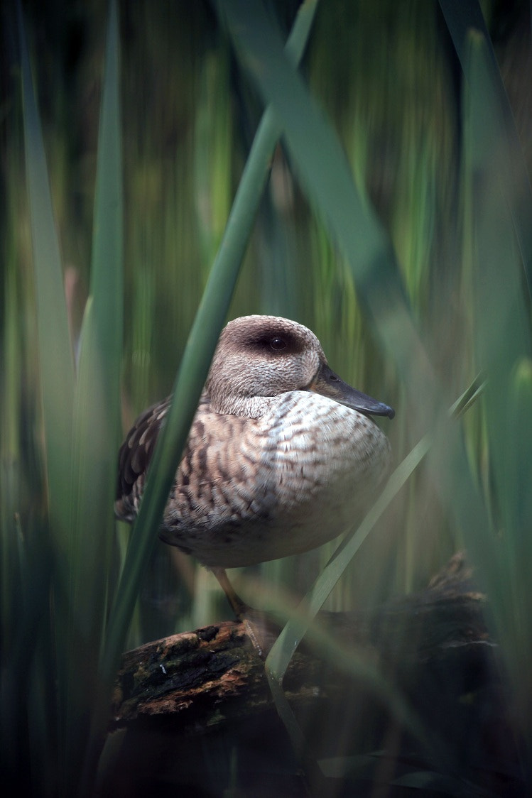 Sigma 70-300mm F4-5.6 APO DG Macro sample photo. Duck photography