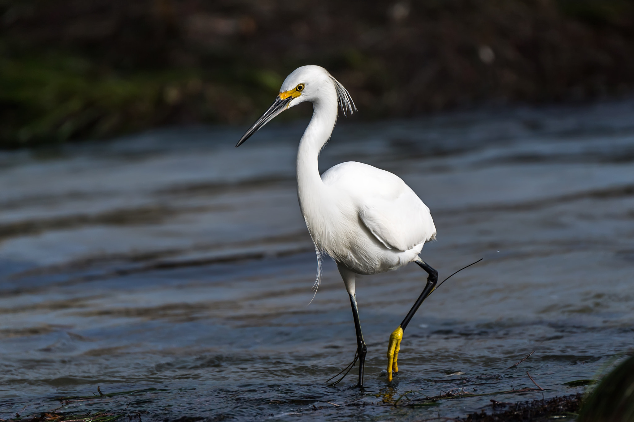 Nikon D5 sample photo. Egret wading photography