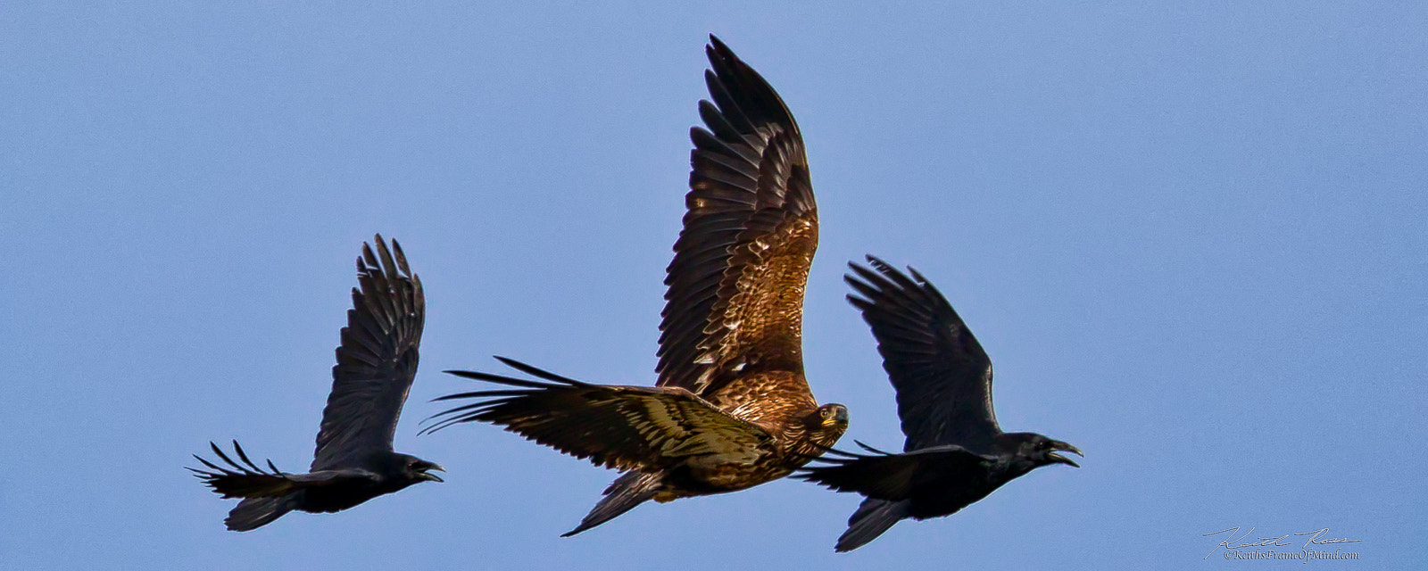 Canon EOS 7D Mark II sample photo. 379. ravens chasing juvenile bald eagle photography