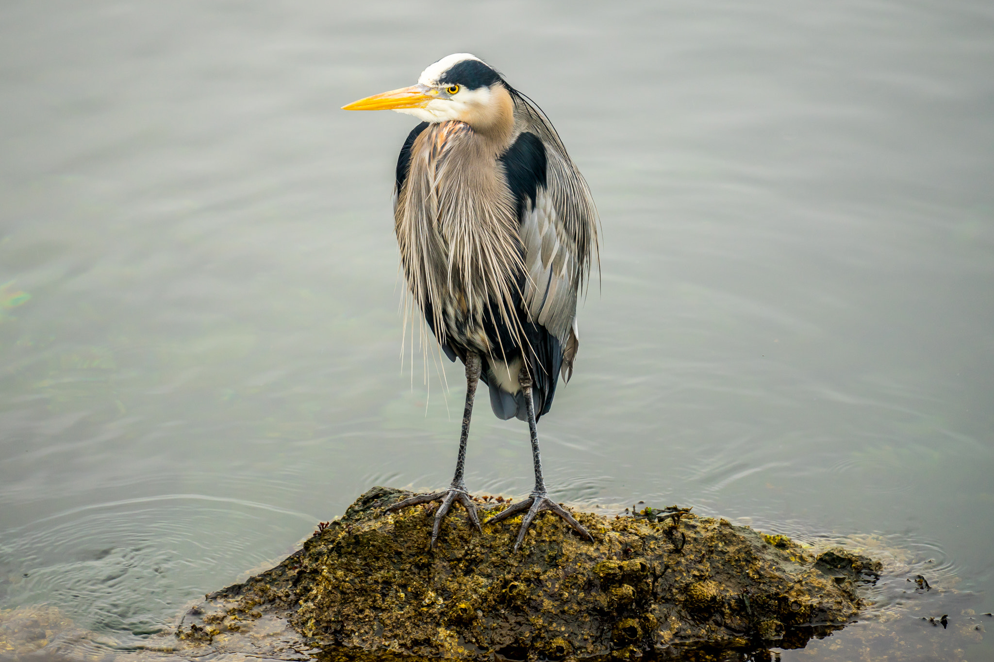 Sony FE 70-300mm F4.5-5.6 G OSS sample photo. Blue heron, puget sound photography