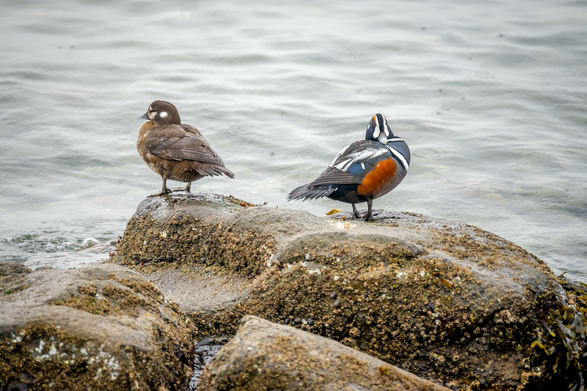 Sony FE 70-300mm F4.5-5.6 G OSS sample photo. Harlequin ducks, puget sound photography