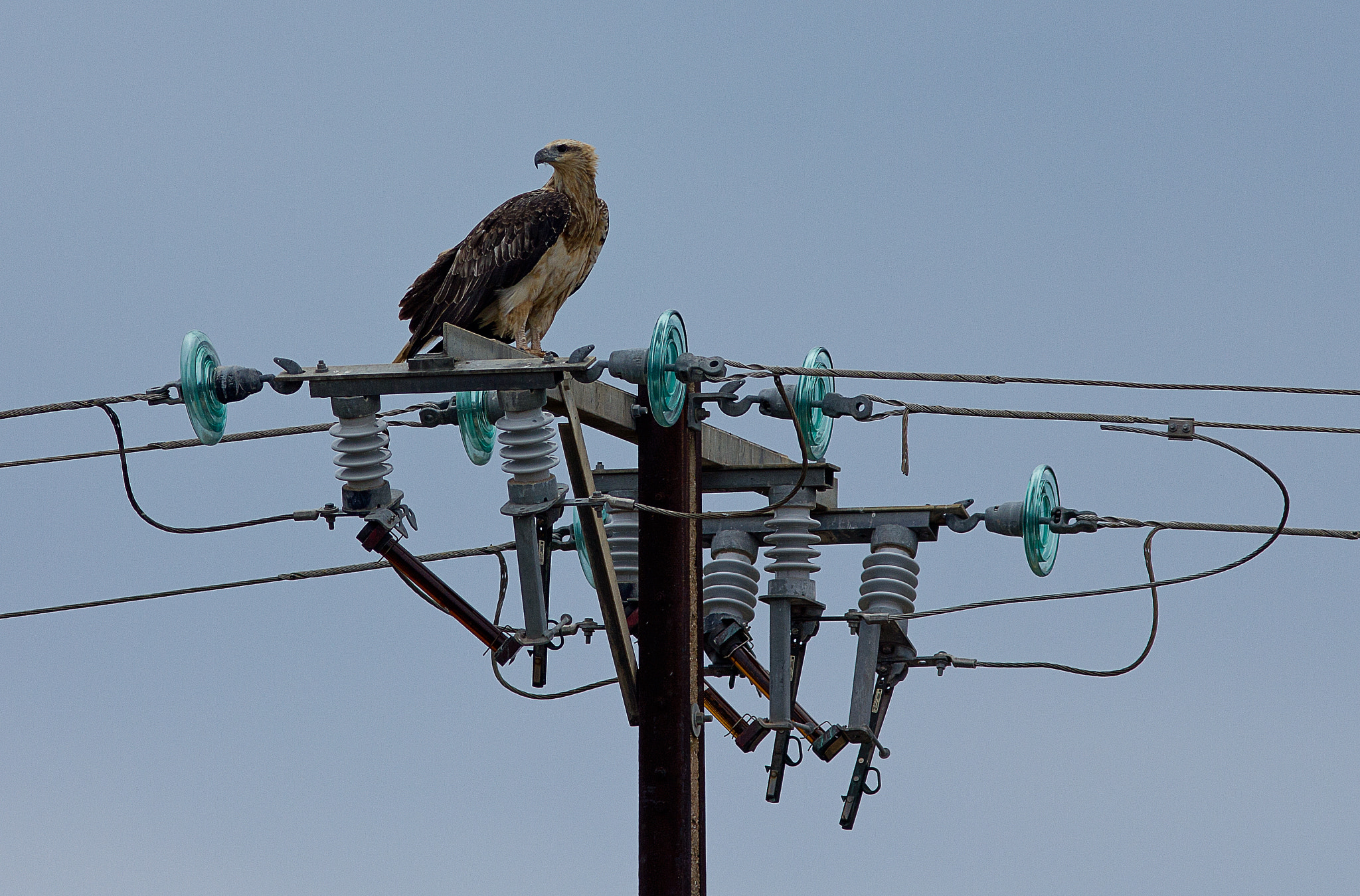 Canon EOS 550D (EOS Rebel T2i / EOS Kiss X4) + Canon EF 300mm F4L IS USM sample photo. Juvenile white-bellied sea-eagle (haliaeetus leucogaster) photography