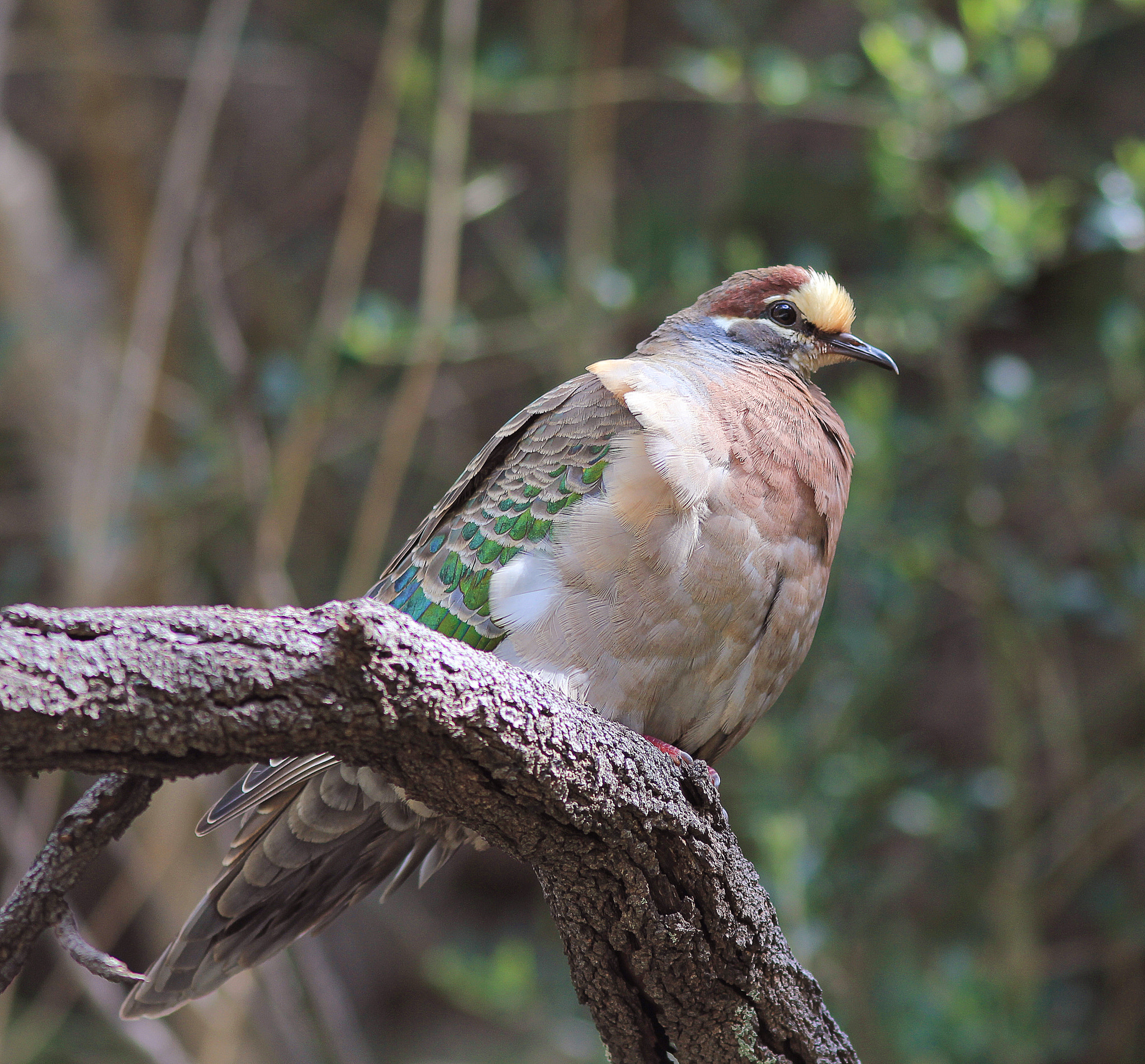 Canon EOS 550D (EOS Rebel T2i / EOS Kiss X4) sample photo. Common bronzewing photography
