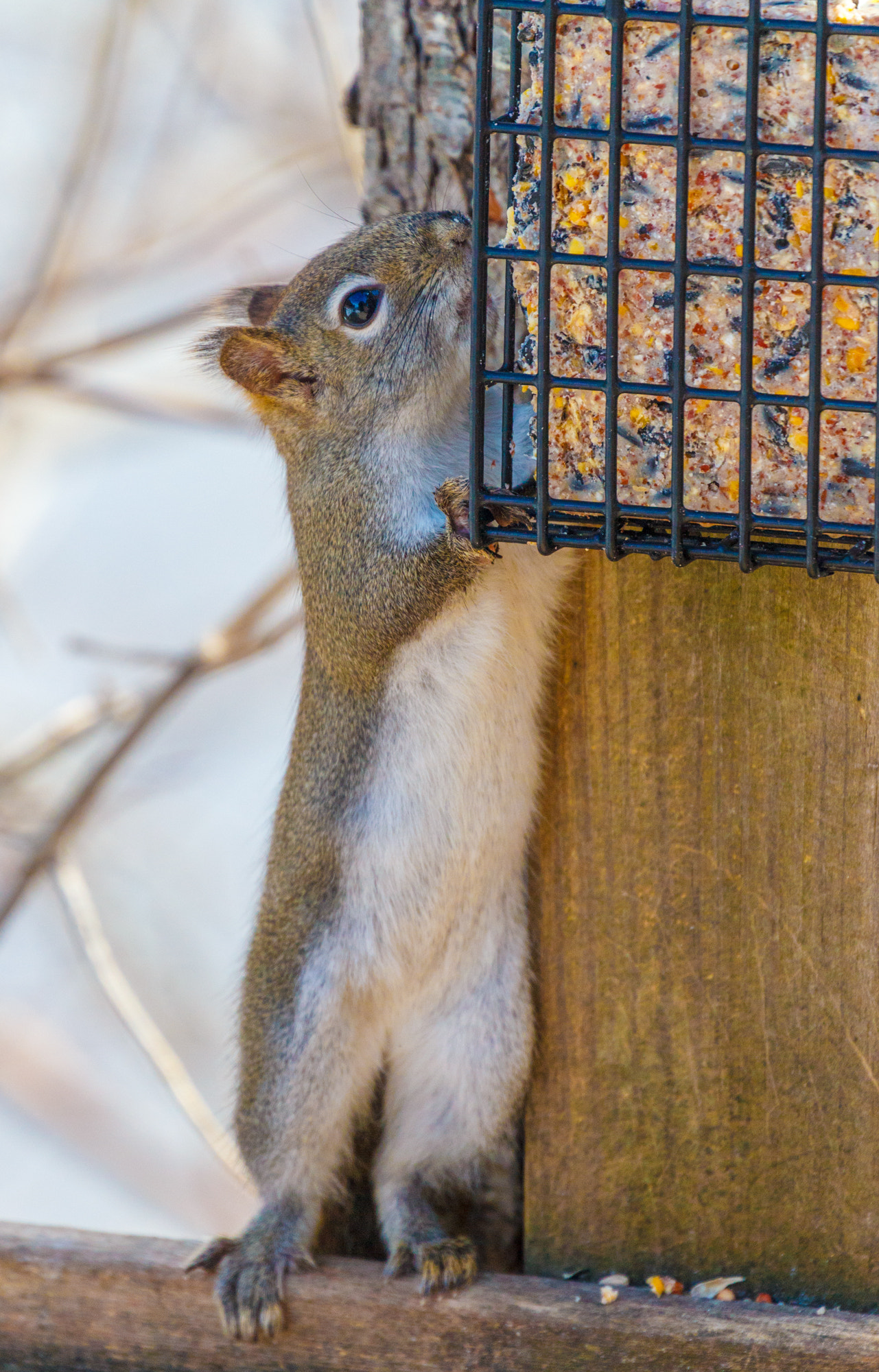 Canon EF 70-300mm F4-5.6L IS USM sample photo. Suet invader photography