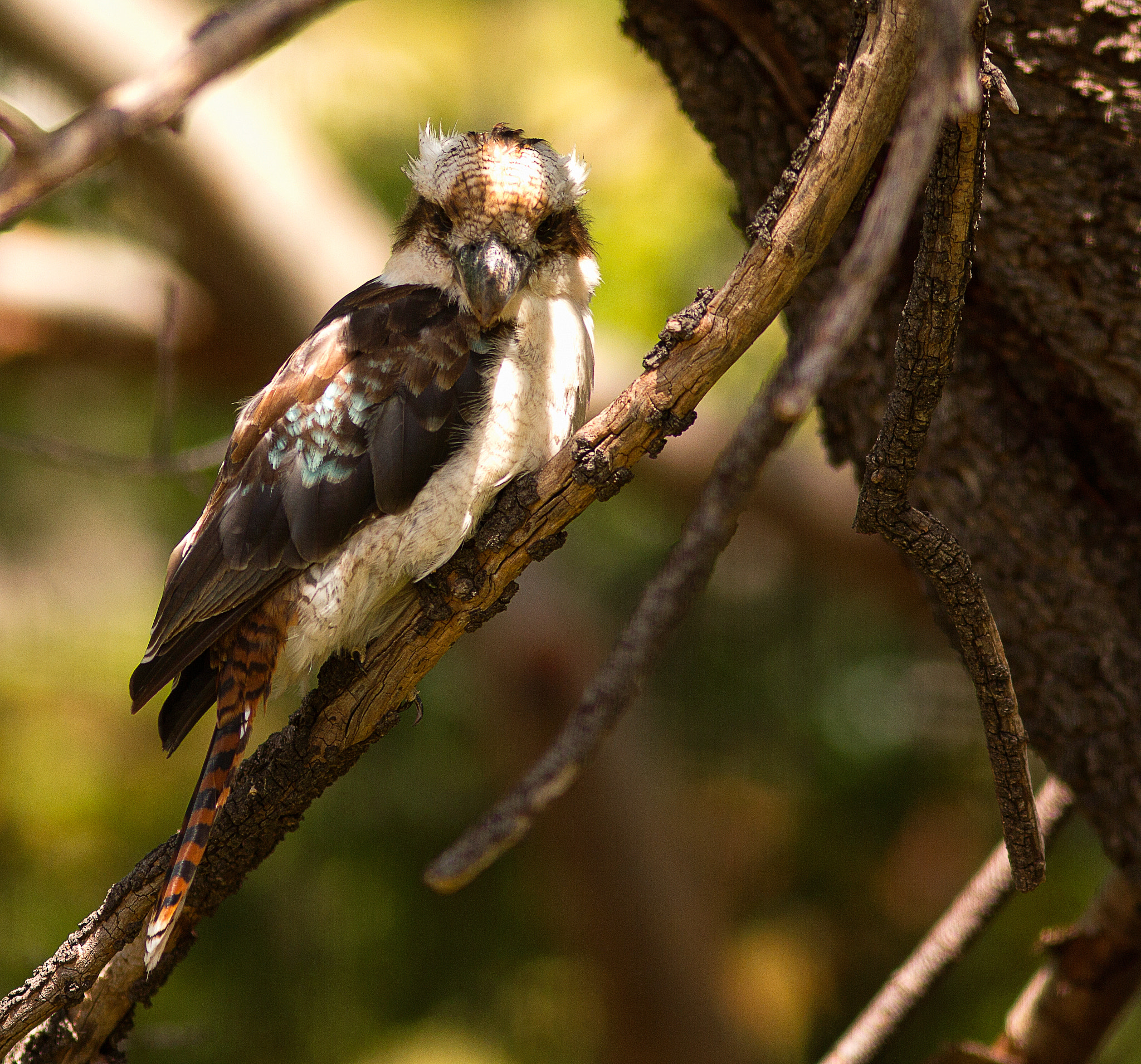 Canon EOS 550D (EOS Rebel T2i / EOS Kiss X4) sample photo. Kookaburra photography