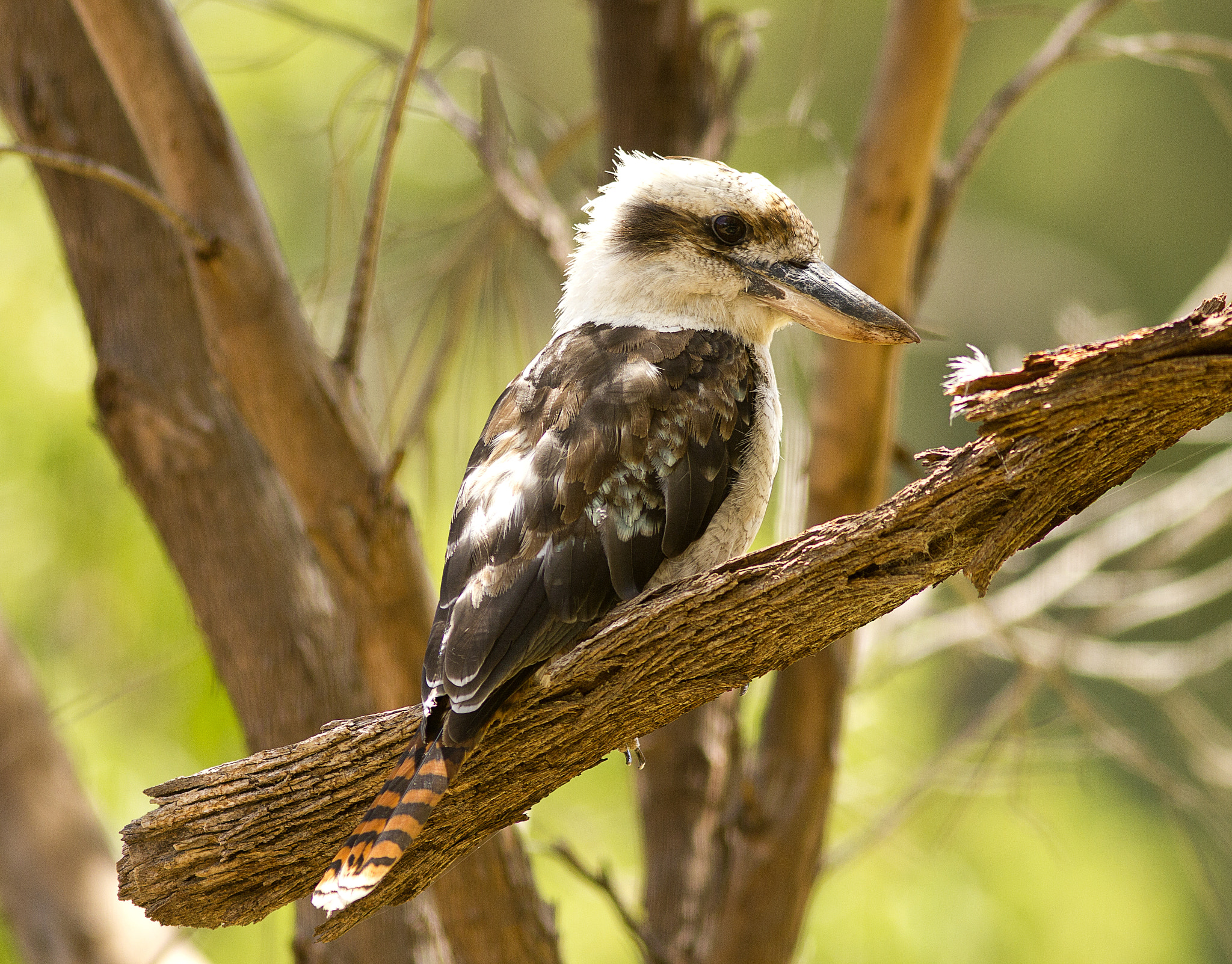 Canon EOS 550D (EOS Rebel T2i / EOS Kiss X4) + Canon EF 300mm F4L IS USM sample photo. Kookaburra photography