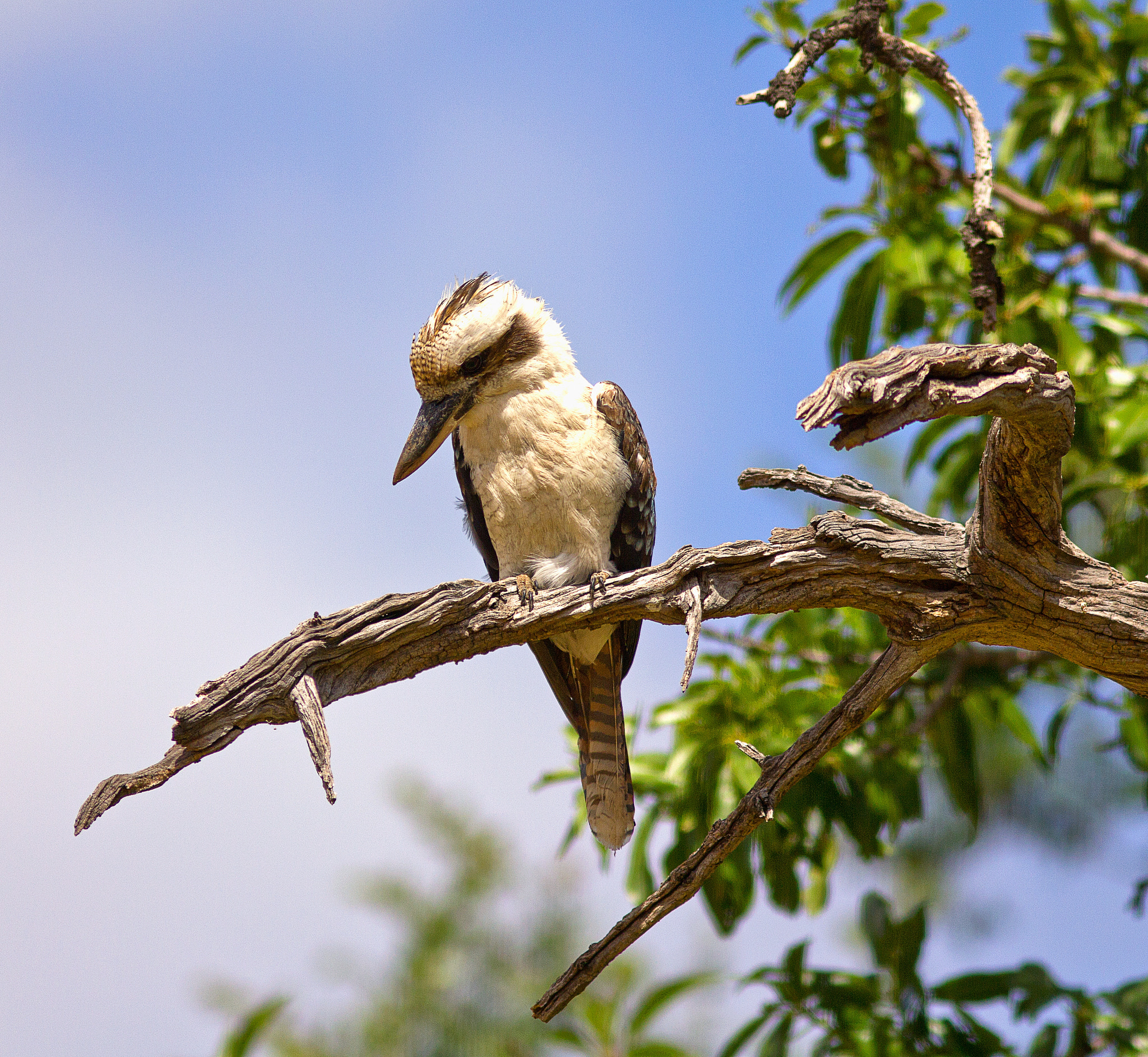 Canon EOS 550D (EOS Rebel T2i / EOS Kiss X4) + Canon EF 300mm F4L IS USM sample photo. Kookaburra photography