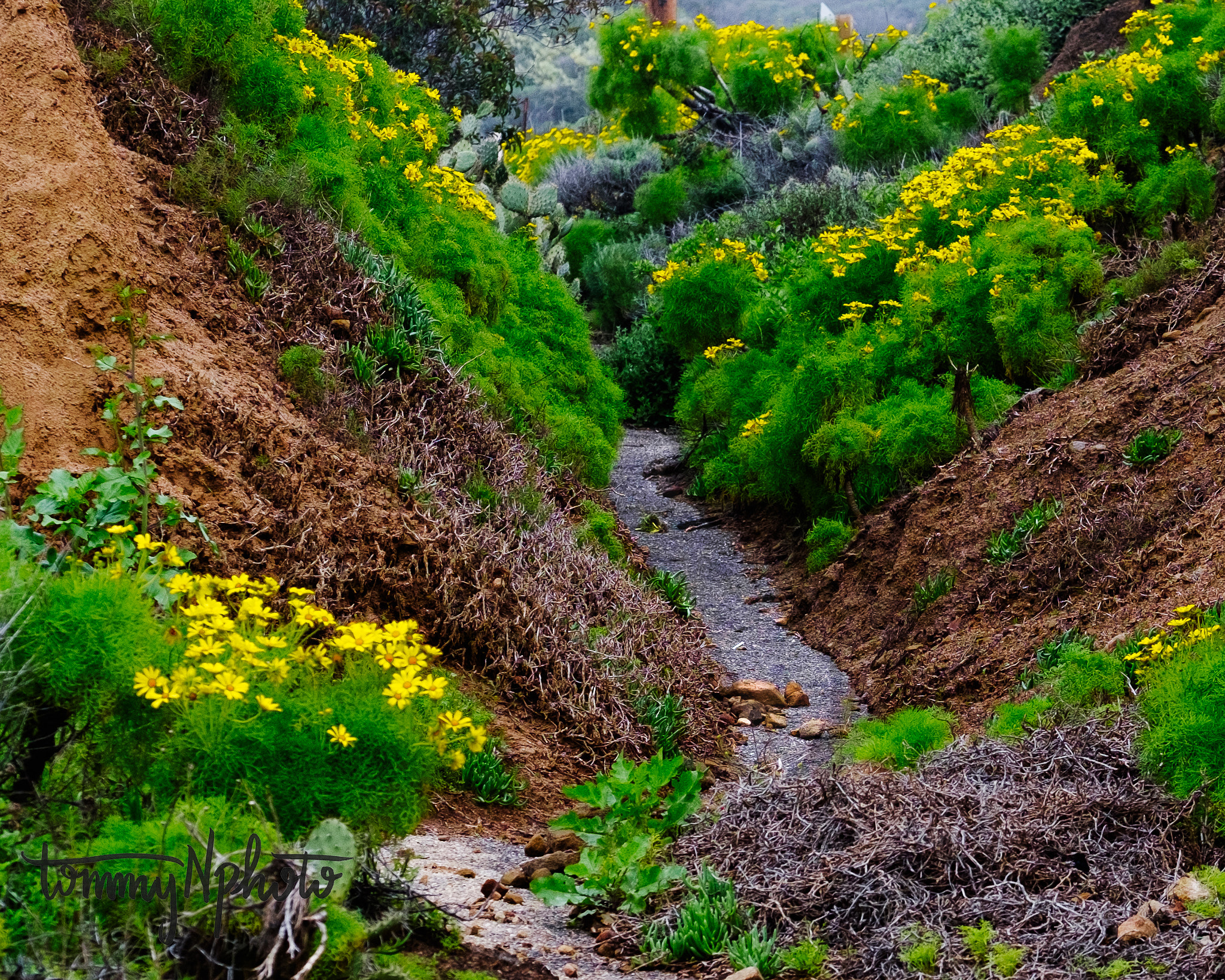 Fujifilm X-T1 + Fujifilm XF 50-140mm F2.8 R LM OIS WR sample photo. The path less traveled photography