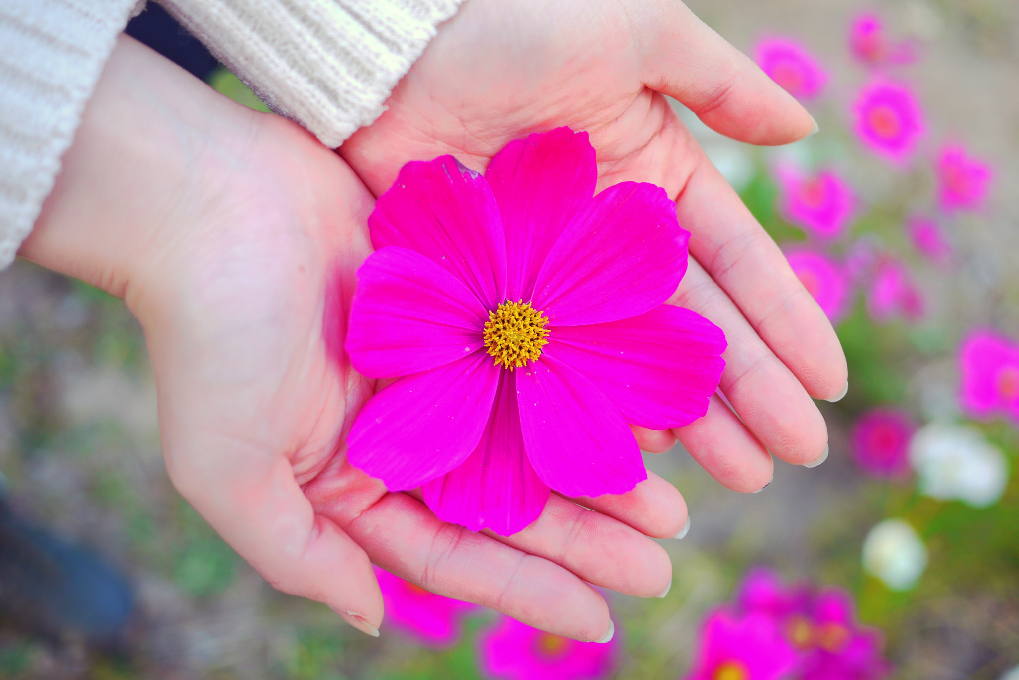 Panasonic Lumix DMC-GF1 + Panasonic Lumix G 20mm F1.7 ASPH sample photo. Flower photography
