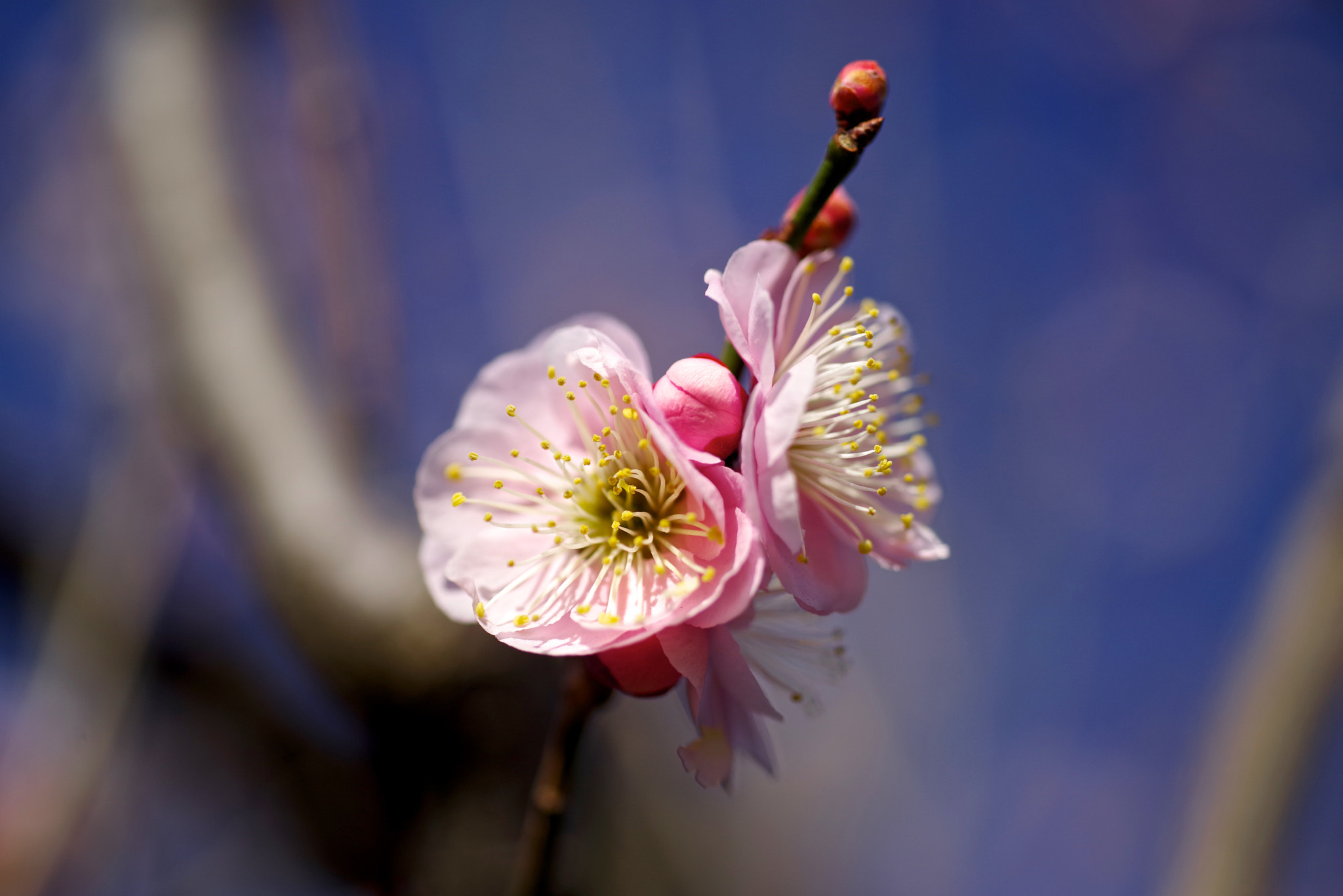 Pentax K-1 + Sigma sample photo. Double flower pink photography