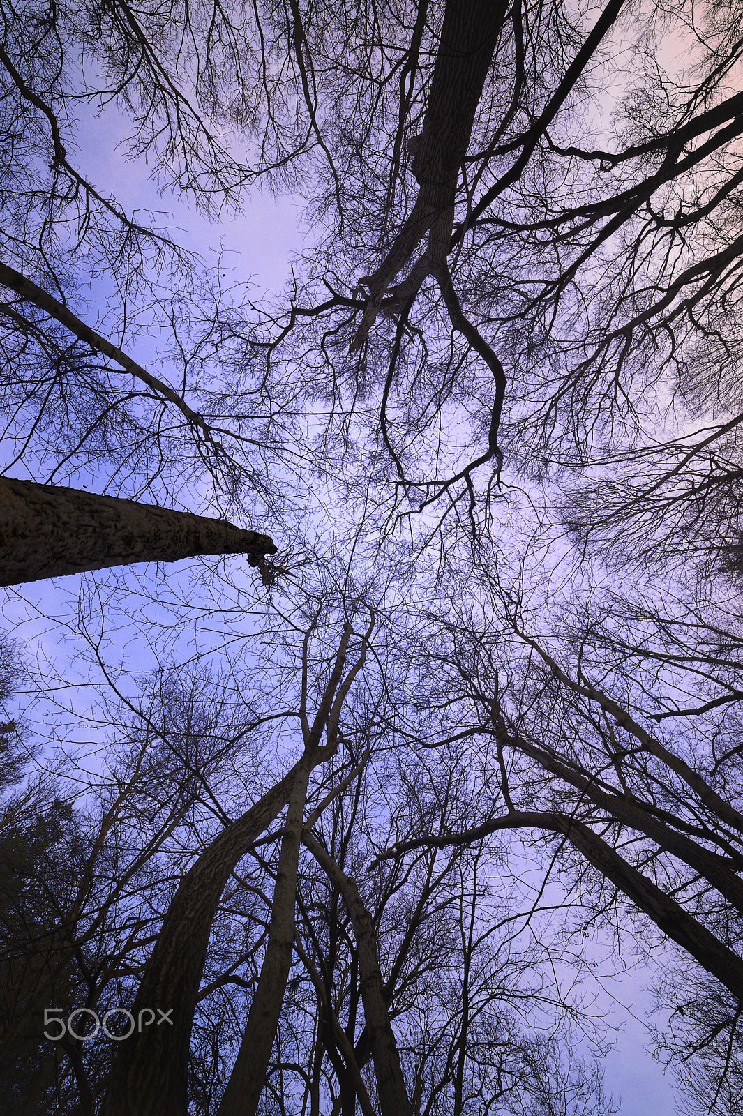 Samyang 14mm F2.8 ED AS IF UMC sample photo. In the forest photography
