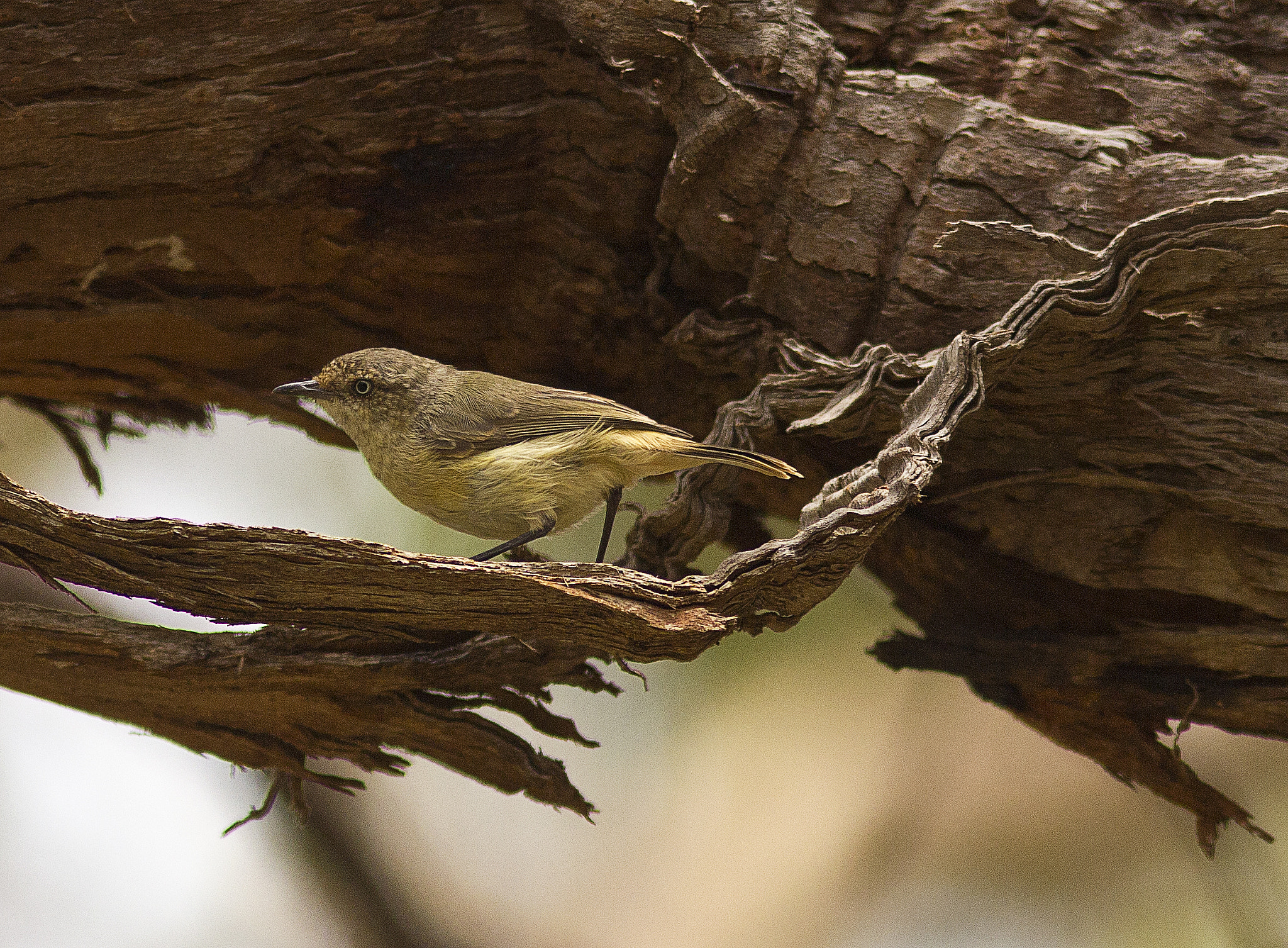 Canon EOS 550D (EOS Rebel T2i / EOS Kiss X4) + Canon EF 300mm F4L IS USM sample photo. Buff-rumped thornbill photography