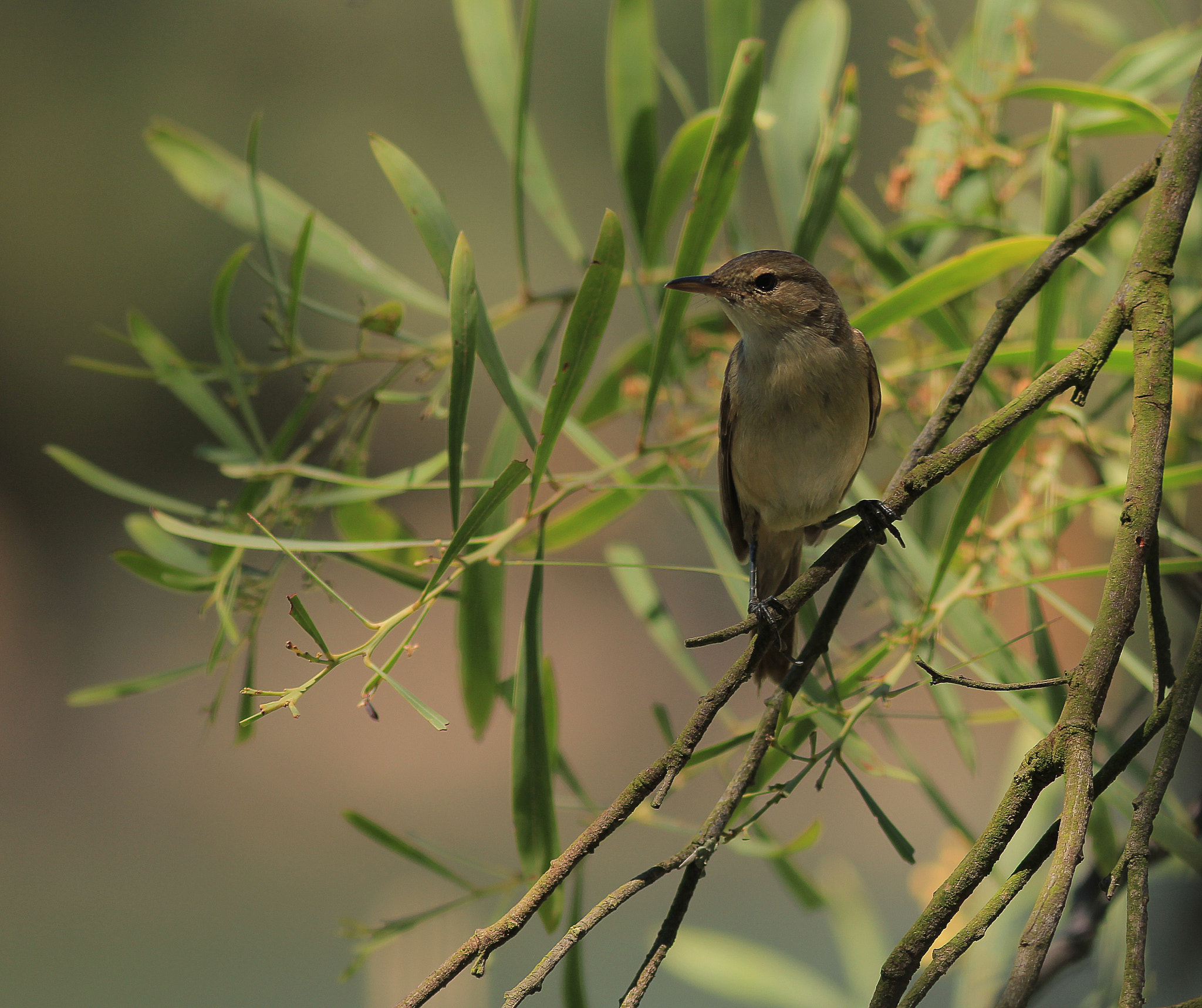 Canon EOS 550D (EOS Rebel T2i / EOS Kiss X4) + Canon EF 300mm F4L IS USM sample photo. Australian reed warbler photography