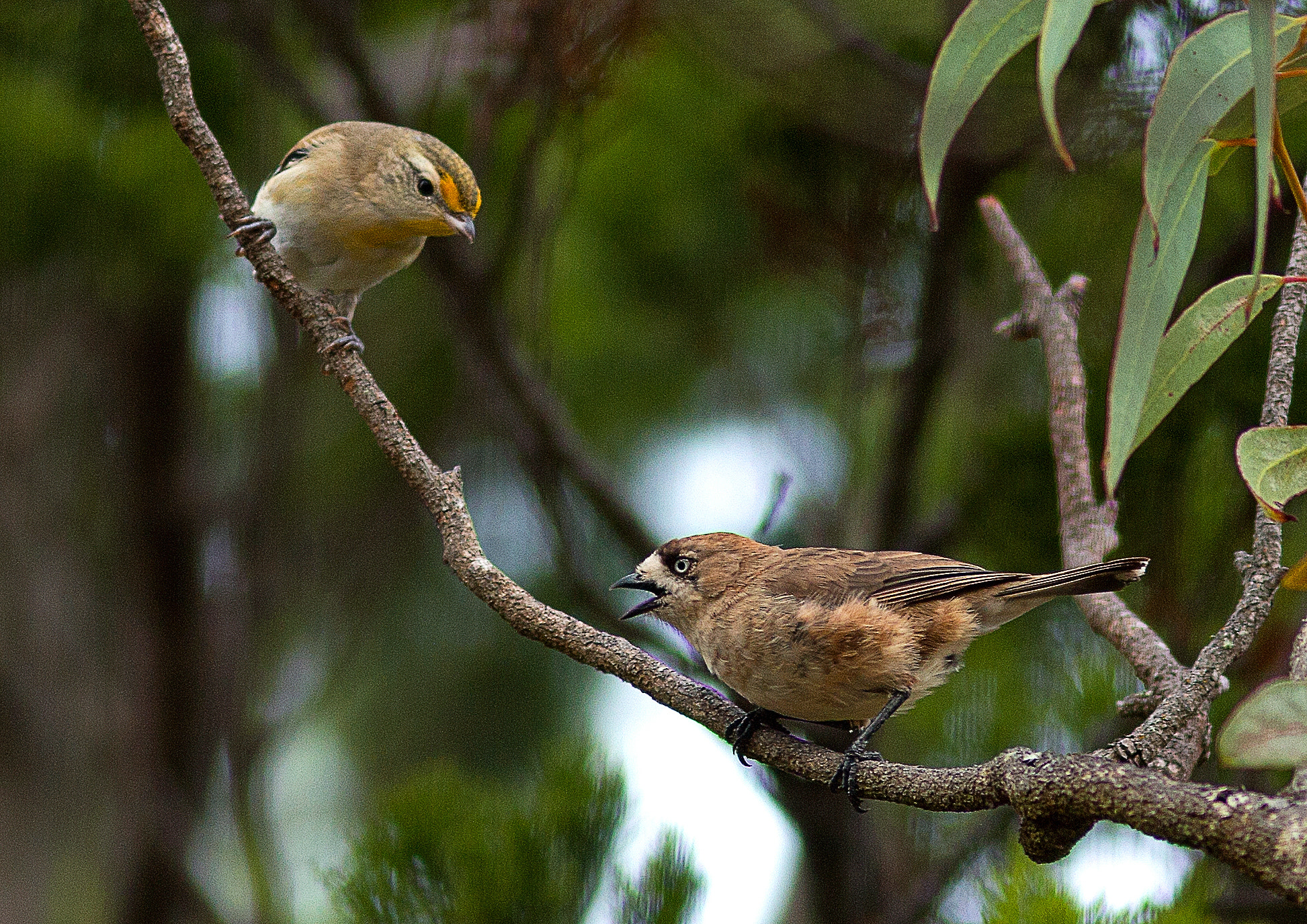 Canon EOS 550D (EOS Rebel T2i / EOS Kiss X4) sample photo. Striated pardalote and southern whiteface photography