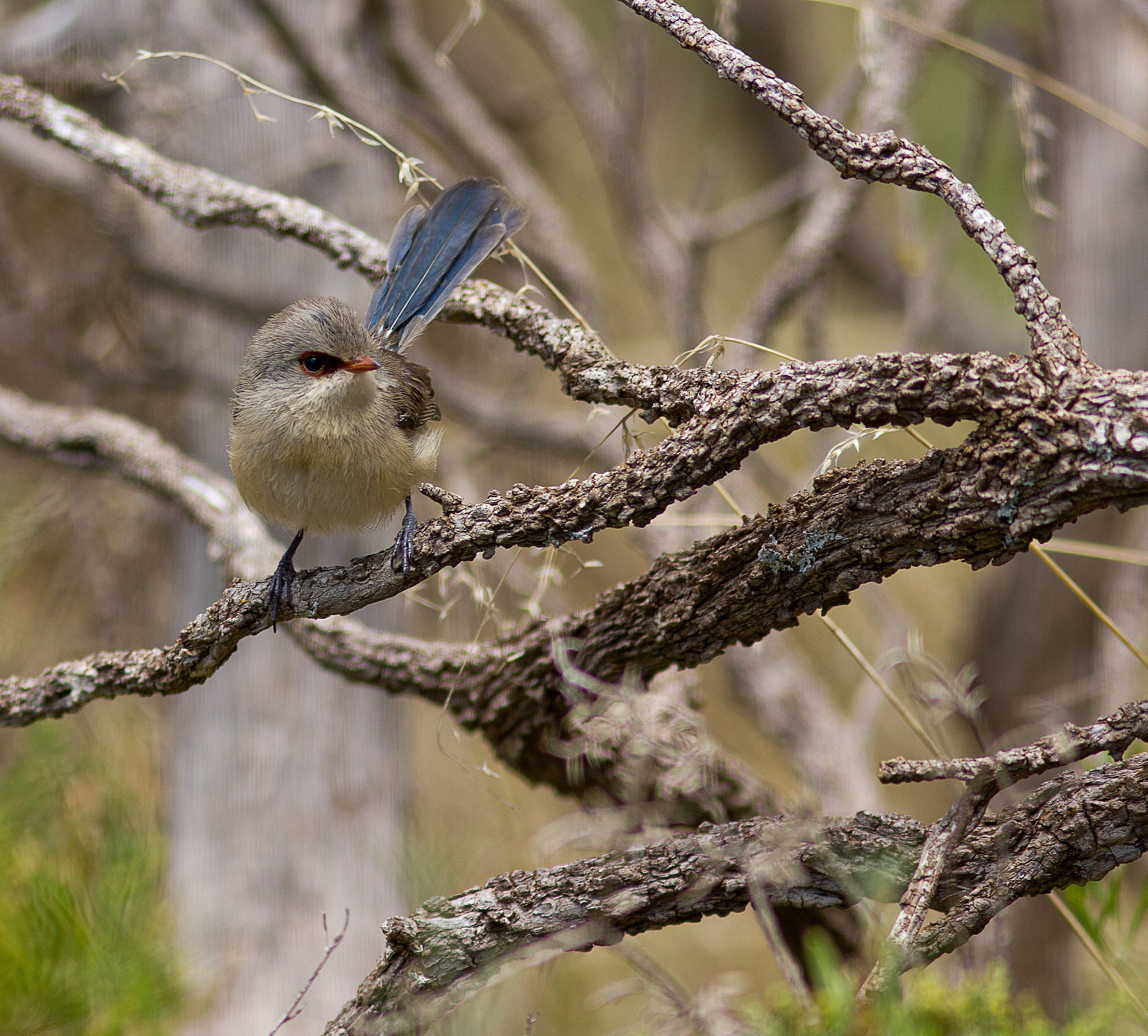 Canon EOS 550D (EOS Rebel T2i / EOS Kiss X4) + Canon EF 300mm F4L IS USM sample photo. Female variegated wren photography