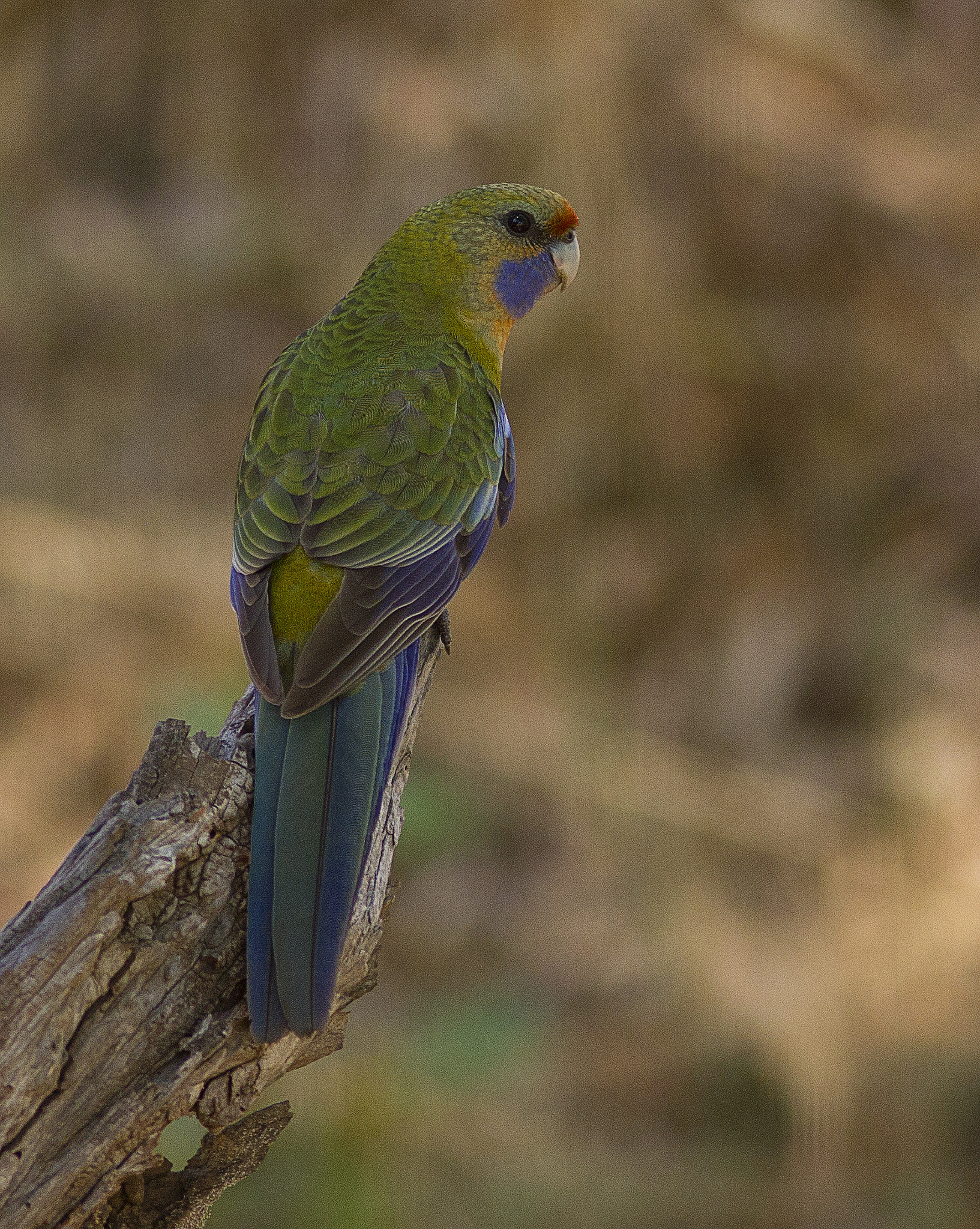 Canon EOS 550D (EOS Rebel T2i / EOS Kiss X4) + Canon EF 300mm F4L IS USM sample photo. Juvenile adelaide rosella photography