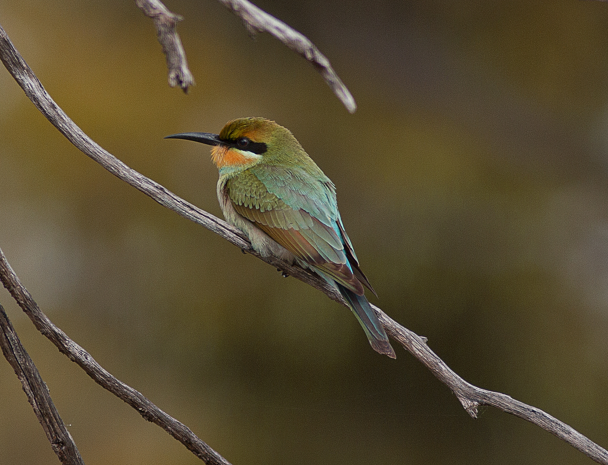 Canon EOS 550D (EOS Rebel T2i / EOS Kiss X4) + Canon EF 300mm F4L IS USM sample photo. Rainbow bee-eater photography