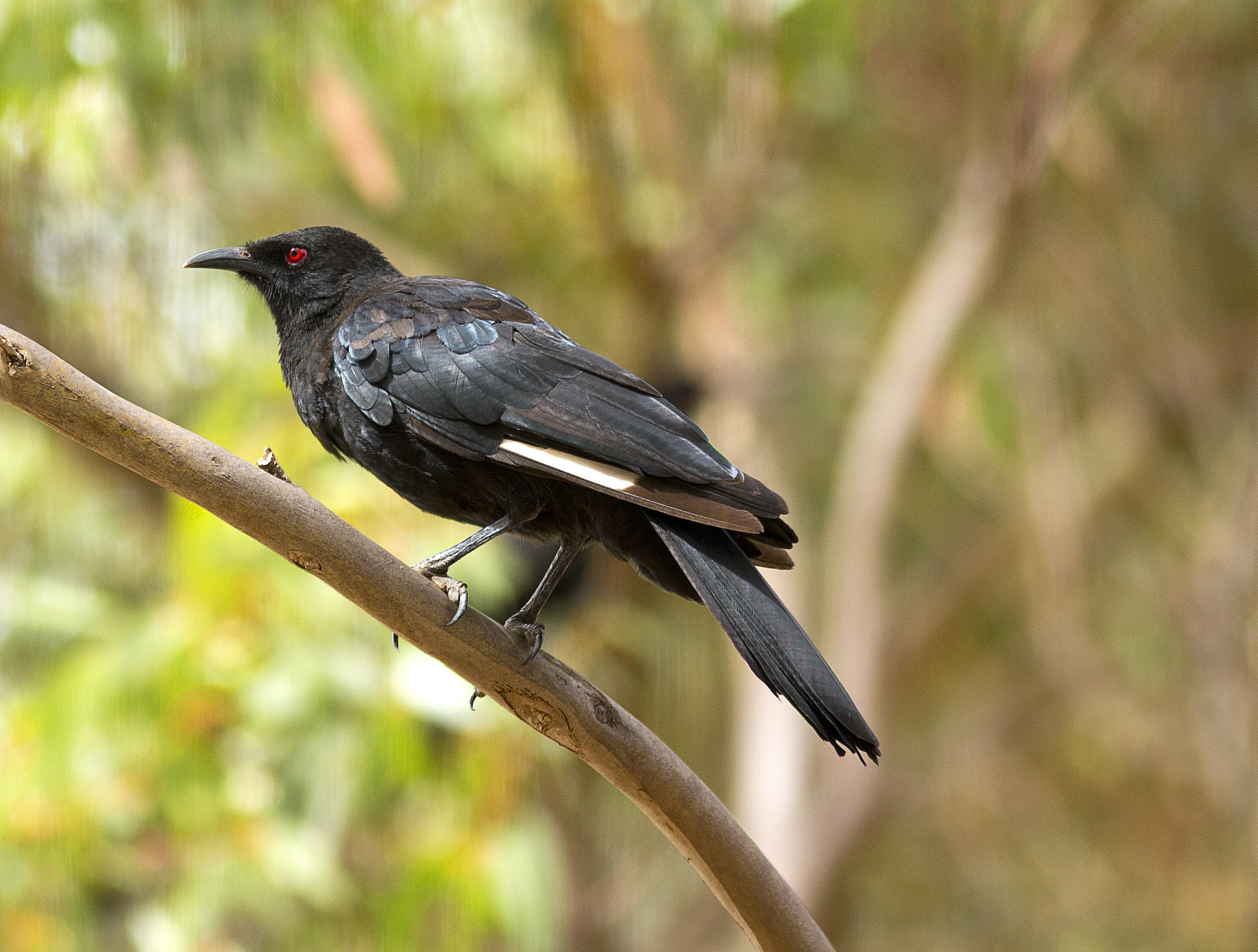 Canon EOS 550D (EOS Rebel T2i / EOS Kiss X4) sample photo. White-winged chough photography