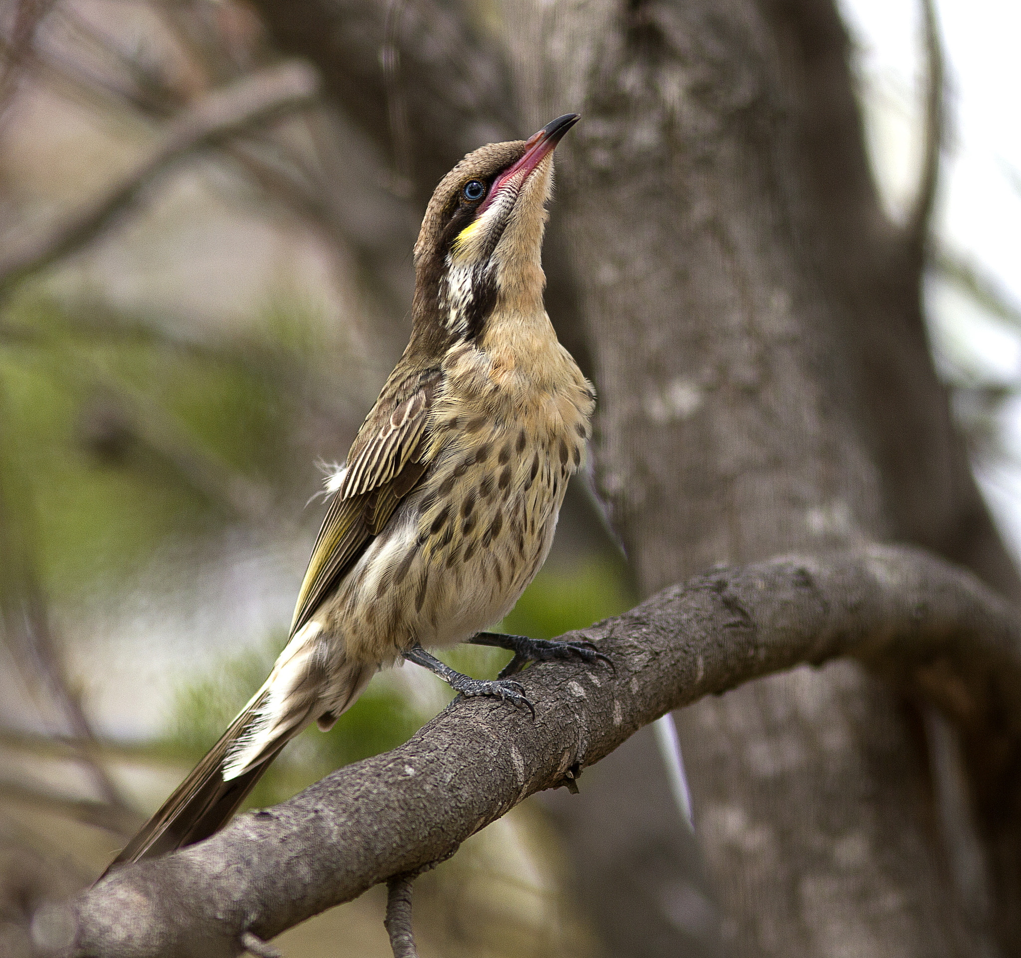 Canon EOS 550D (EOS Rebel T2i / EOS Kiss X4) + Canon EF 300mm F4L IS USM sample photo. Spiny-cheeked honeyeater photography