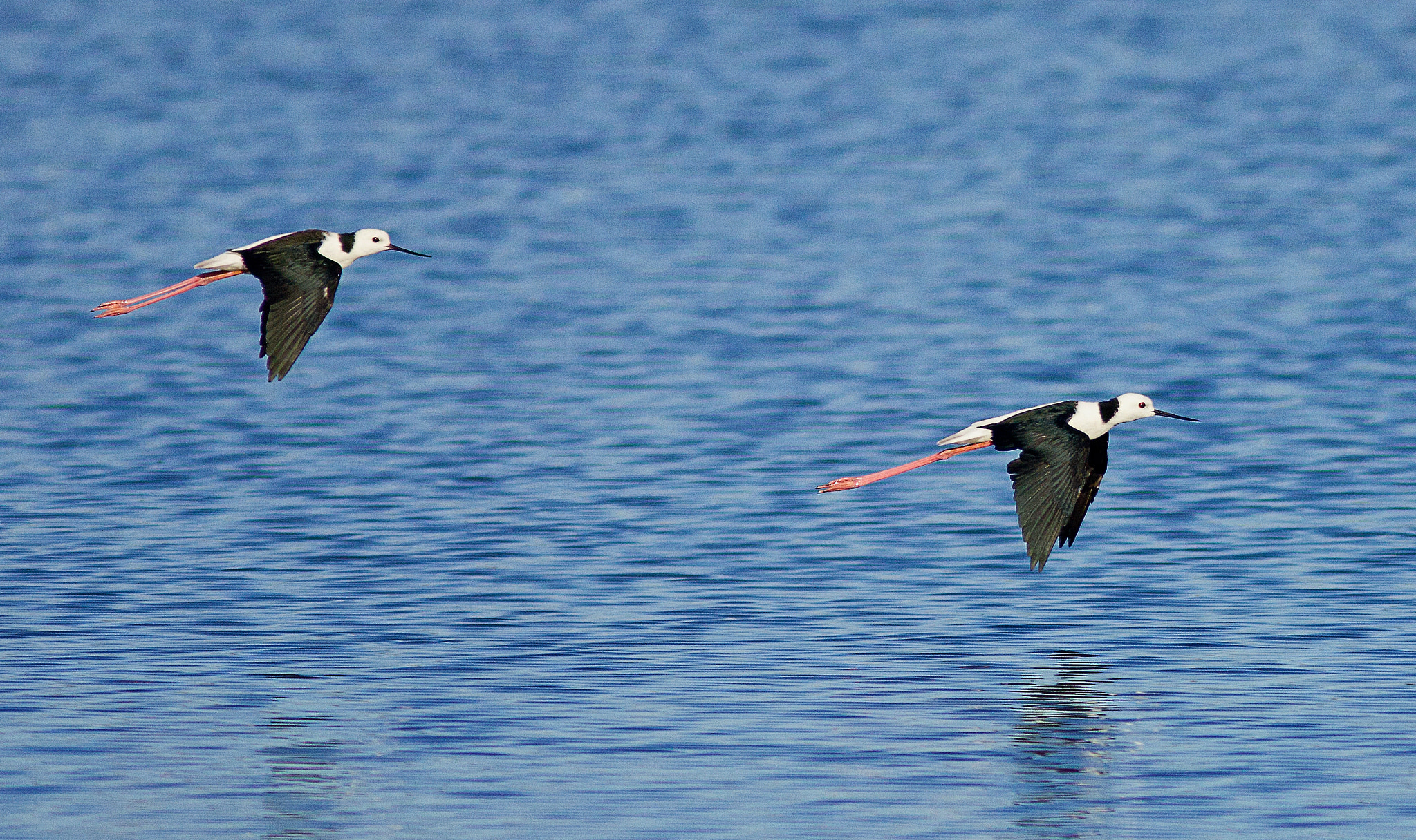 Canon EOS 550D (EOS Rebel T2i / EOS Kiss X4) + Canon EF 300mm F4L IS USM sample photo. White-headed stilts photography