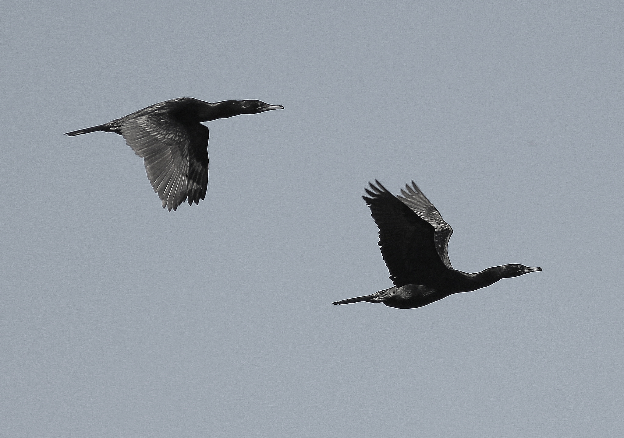 Canon EOS 550D (EOS Rebel T2i / EOS Kiss X4) sample photo. Cormorants photography