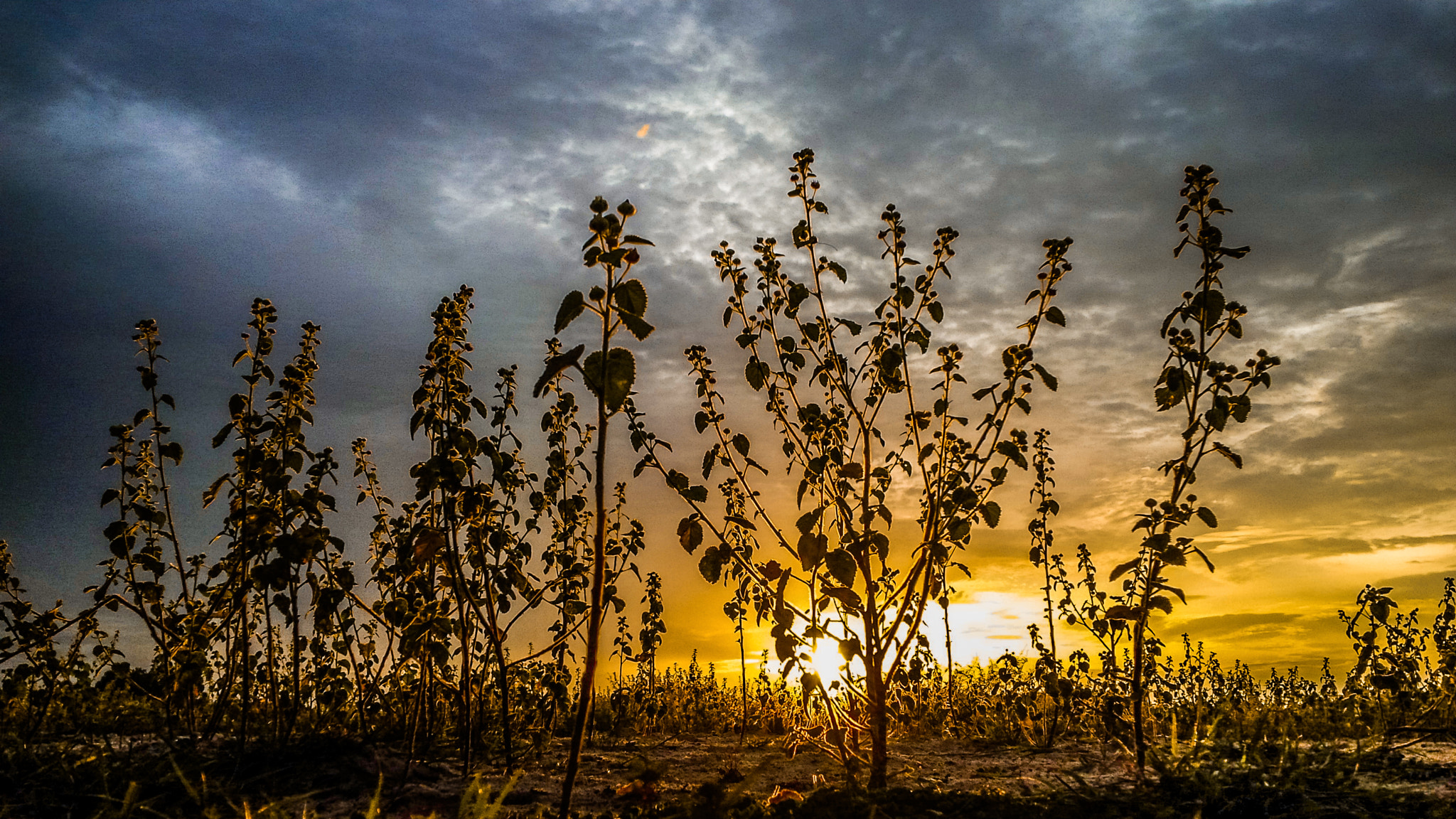 BlackBerry Z10 sample photo. Sunset photography