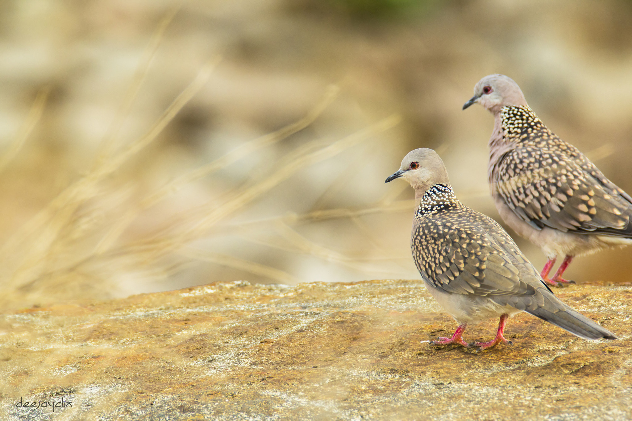 Canon EOS 60D sample photo. Spotted dove pair photography