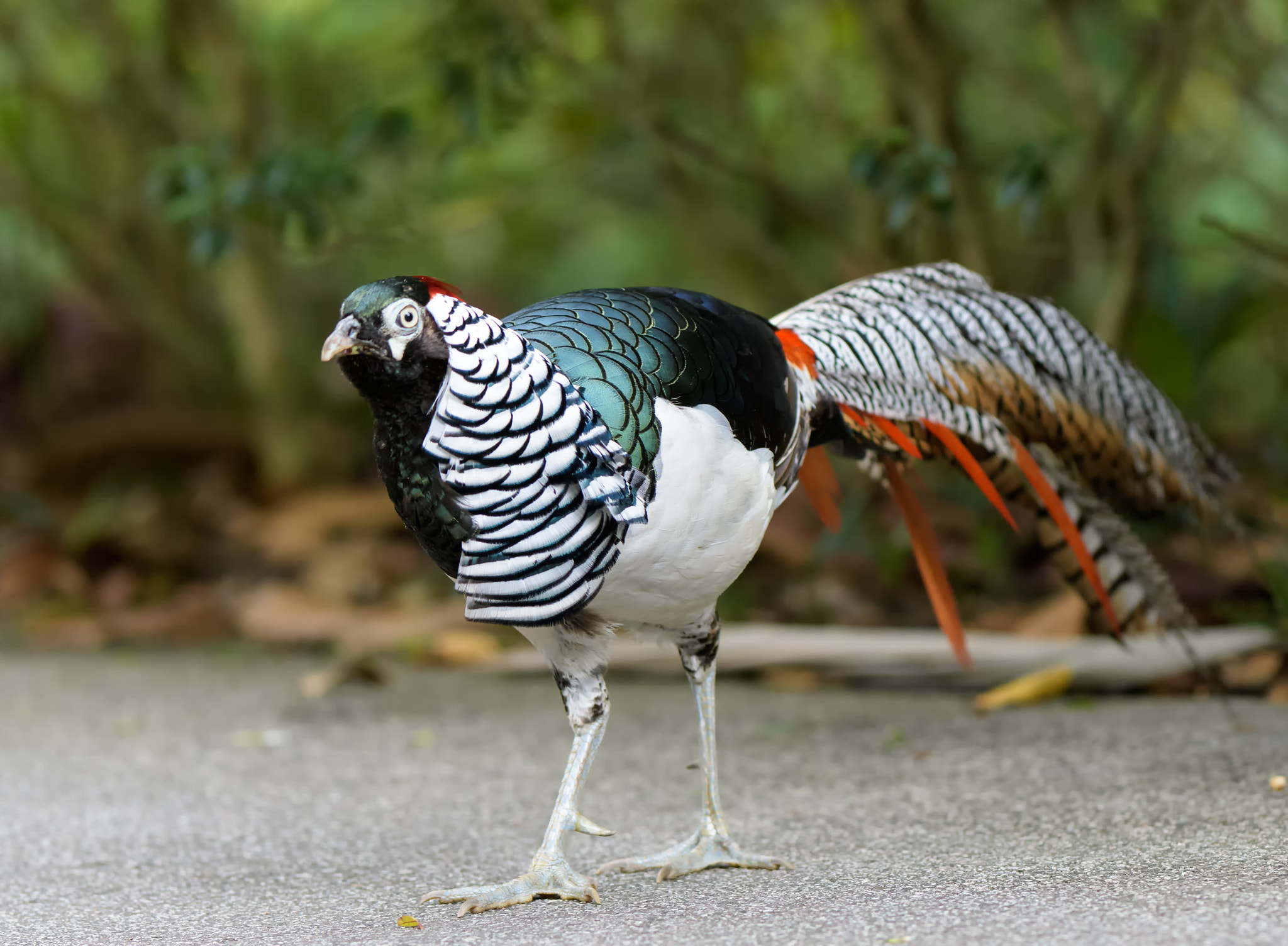 Nikon AF-S Nikkor 200-400mm F4G ED-IF VR sample photo. Lady amherst's pheasant photography