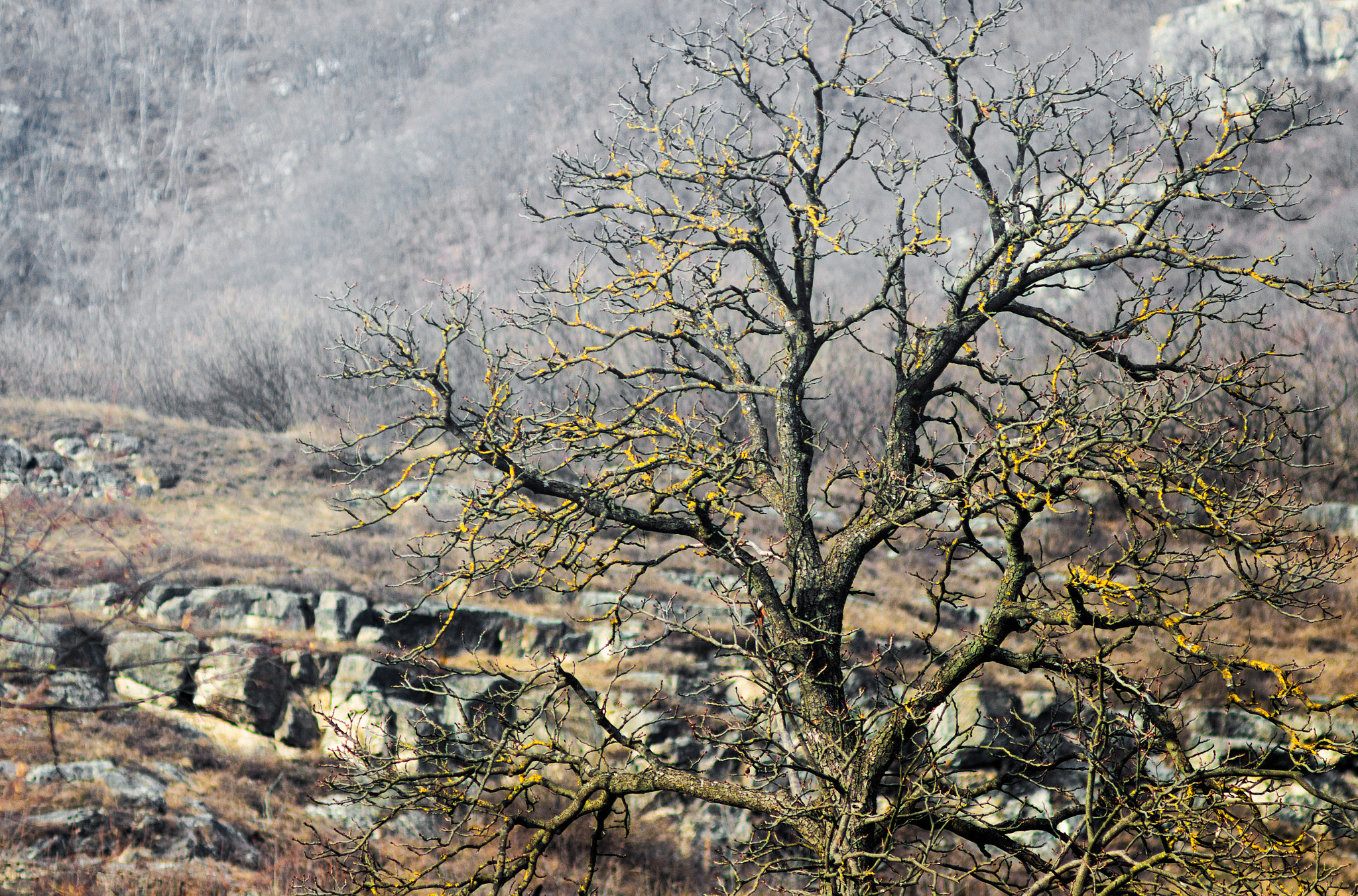 Canon EF 35-80mm f/4-5.6 sample photo. Old tree between the rocks photography