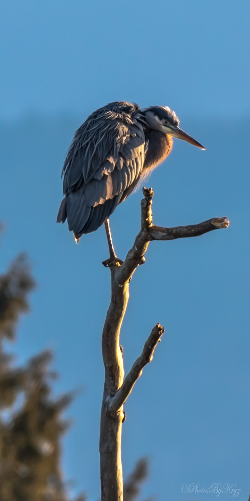 Canon EOS 5DS + 150-600mm F5-6.3 DG OS HSM | Contemporary 015 sample photo. Great blue heron photography