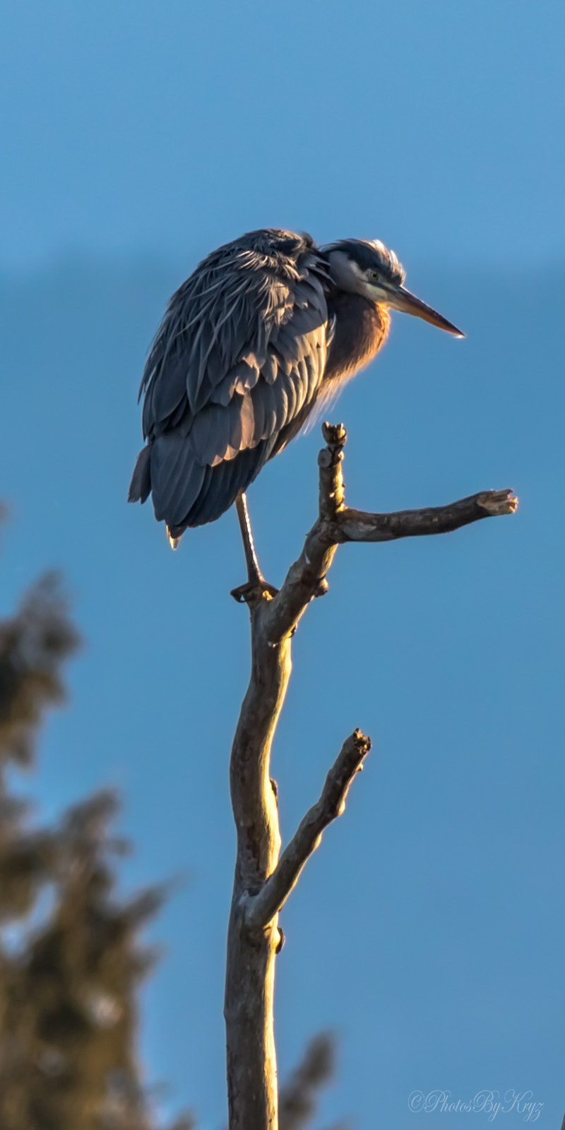 150-600mm F5-6.3 DG OS HSM | Contemporary 015 sample photo. Great blue heron photography